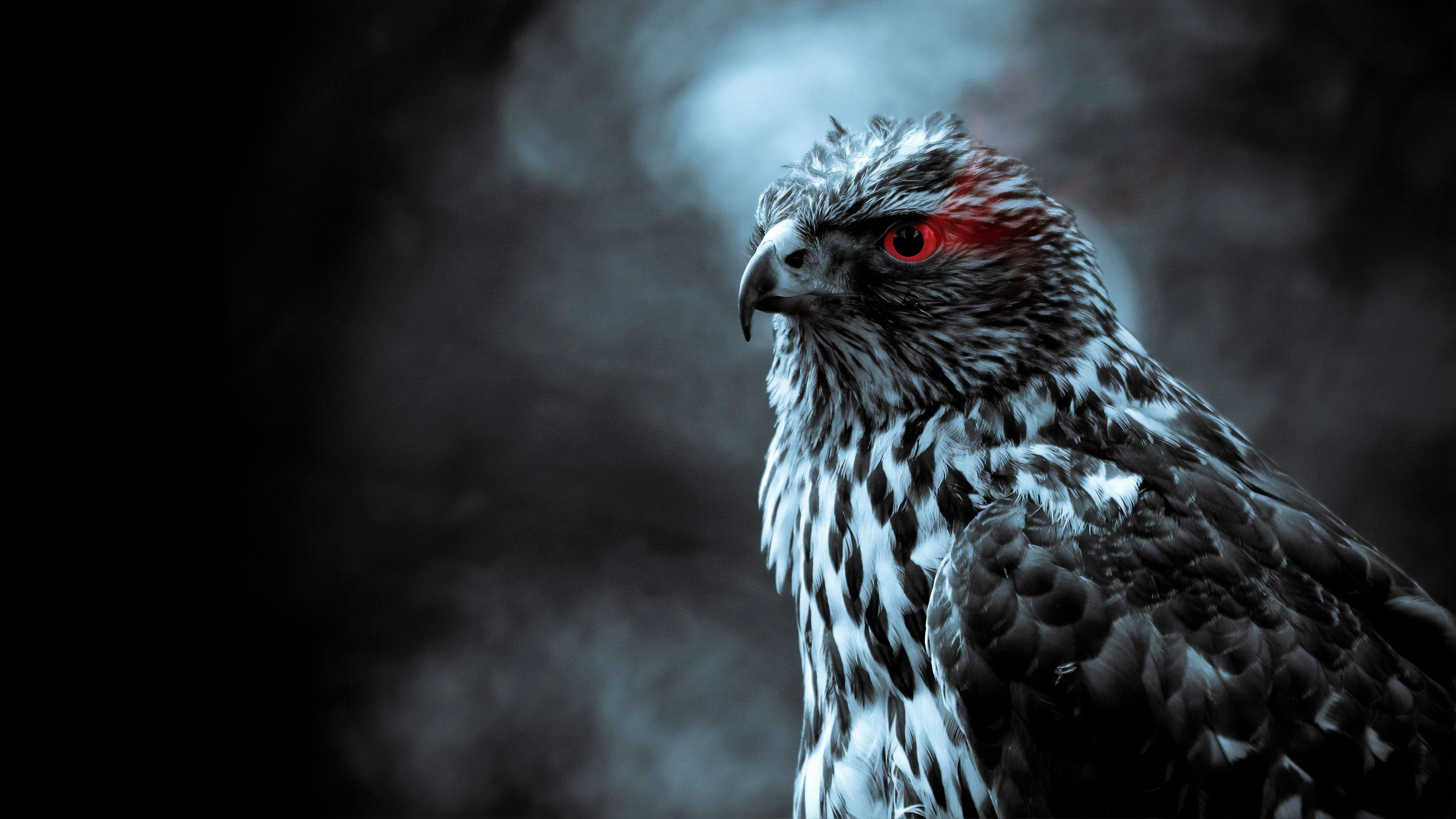 3840x2160 Red Eye Eagle 4k, HD Birds, 4k Wallpapers, Images, Backgrounds, Photos and Pictures