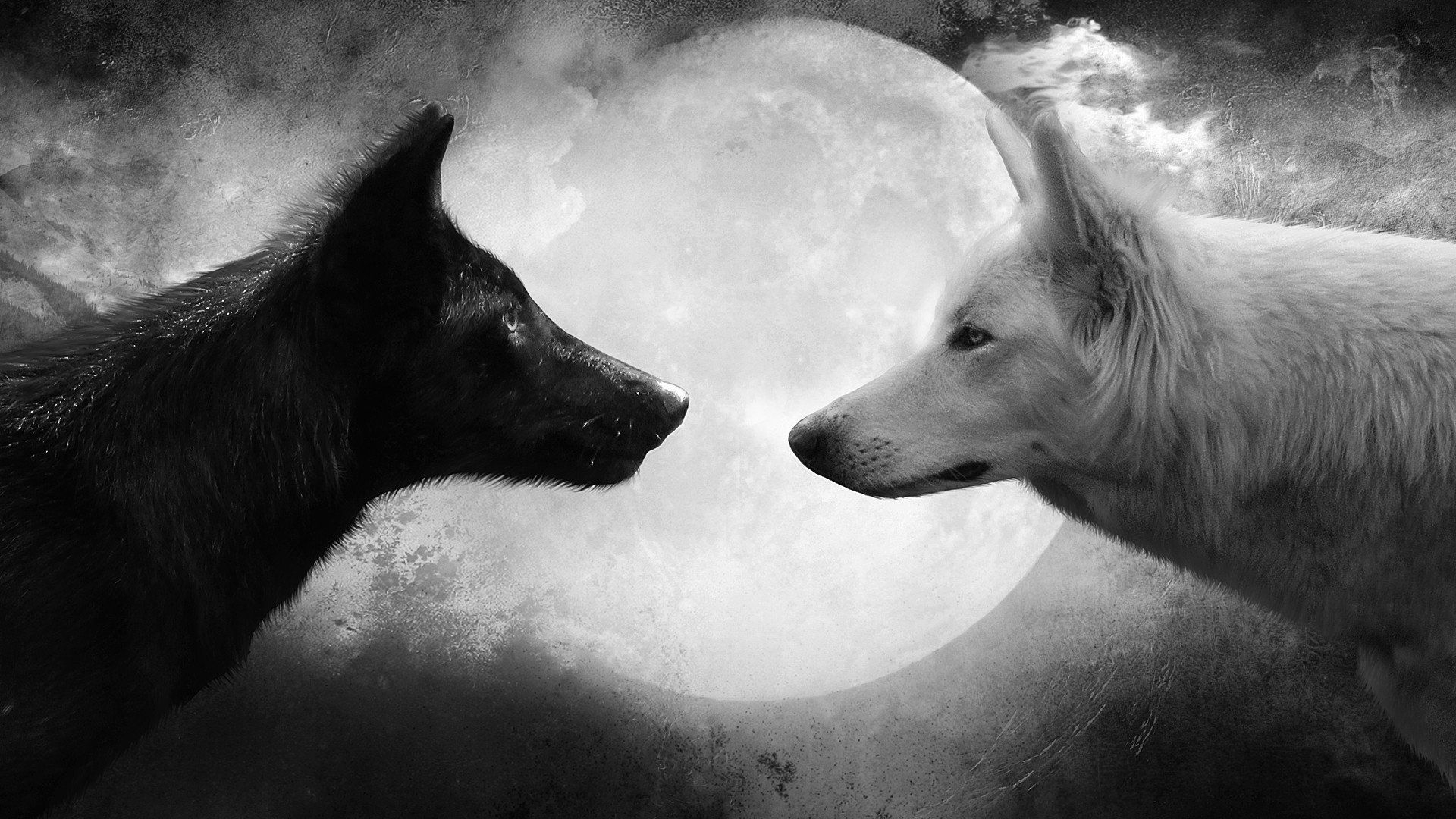 1920x1080 Black and White Wolf Wallpapers Top Free Black and White Wolf Backgrounds