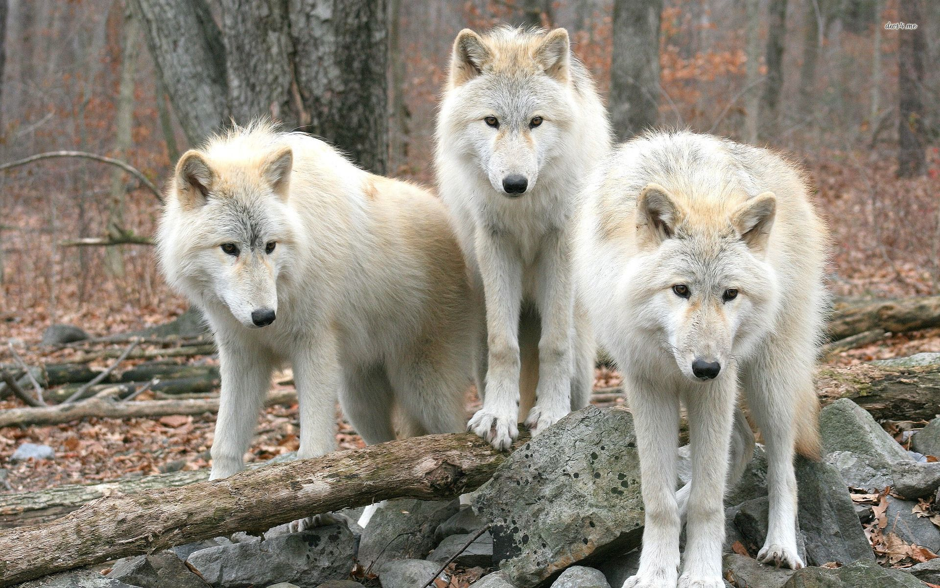 1920x1200 White wolves HD wallpaper | Wolf wallpaper, White wolf, Wolves wallpaper backgrounds