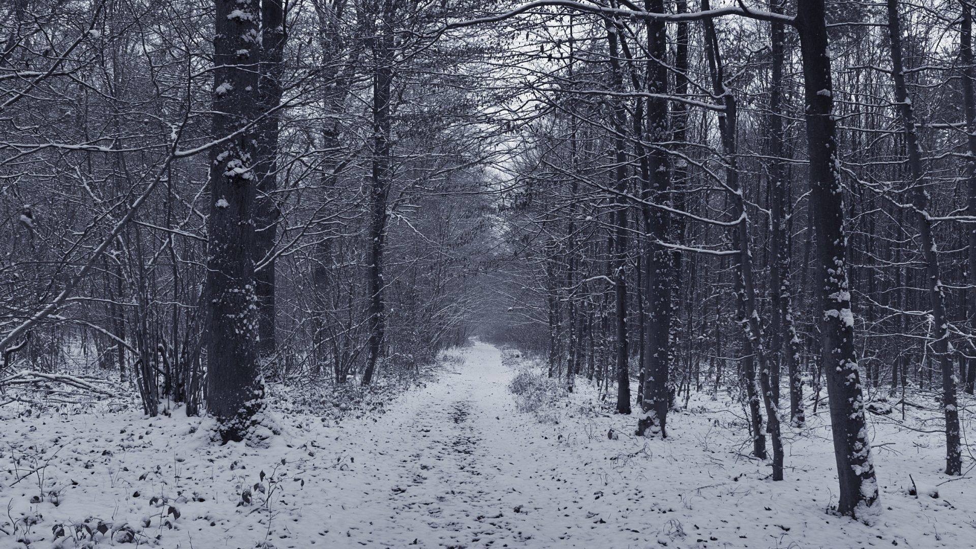 1920x1080 Dark Winter Forest Wallpapers Top Free Dark Winter Forest Backgrounds