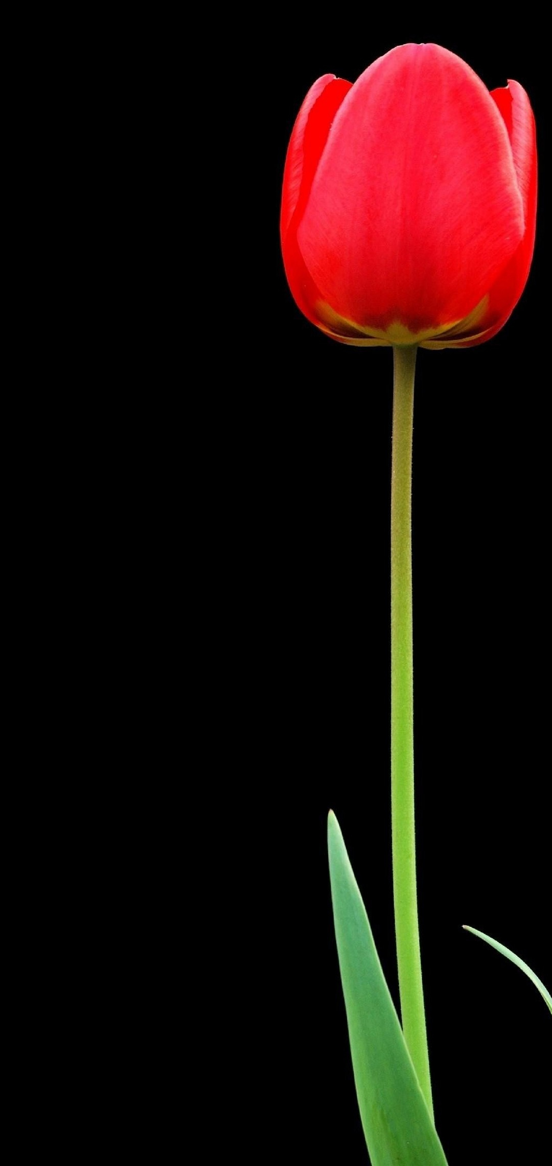 1080x2280 Tulip Red Flower Wallpaper [