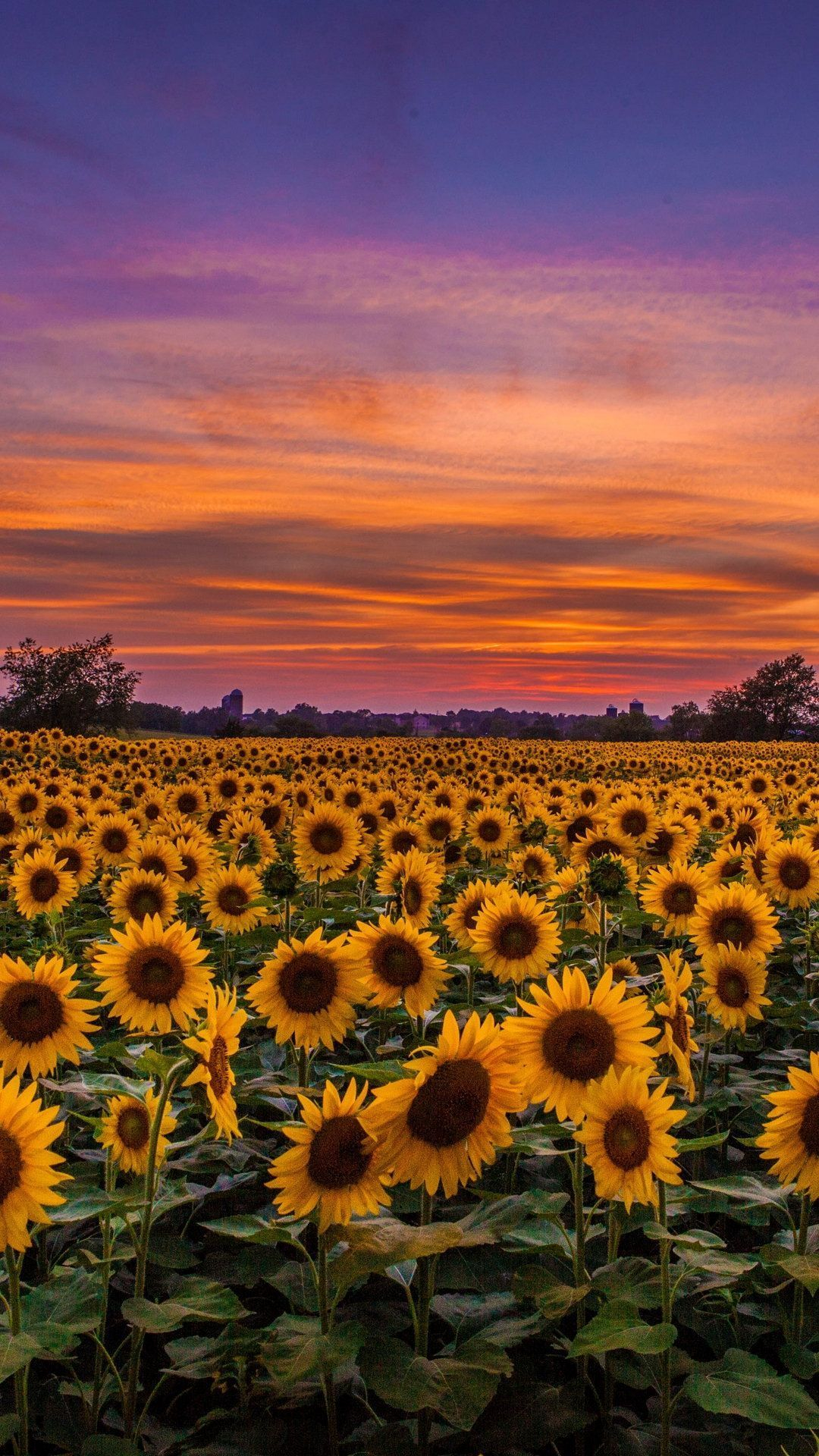 1080x1920 Sunflowers Field At Sunset Wallpapers