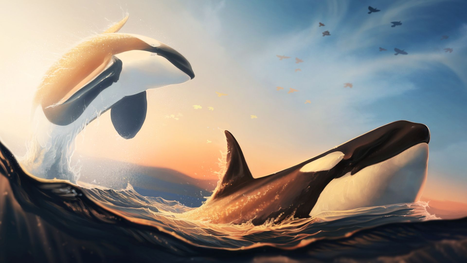 1920x1080 39 Orca Wallpapers Wallpaperboat