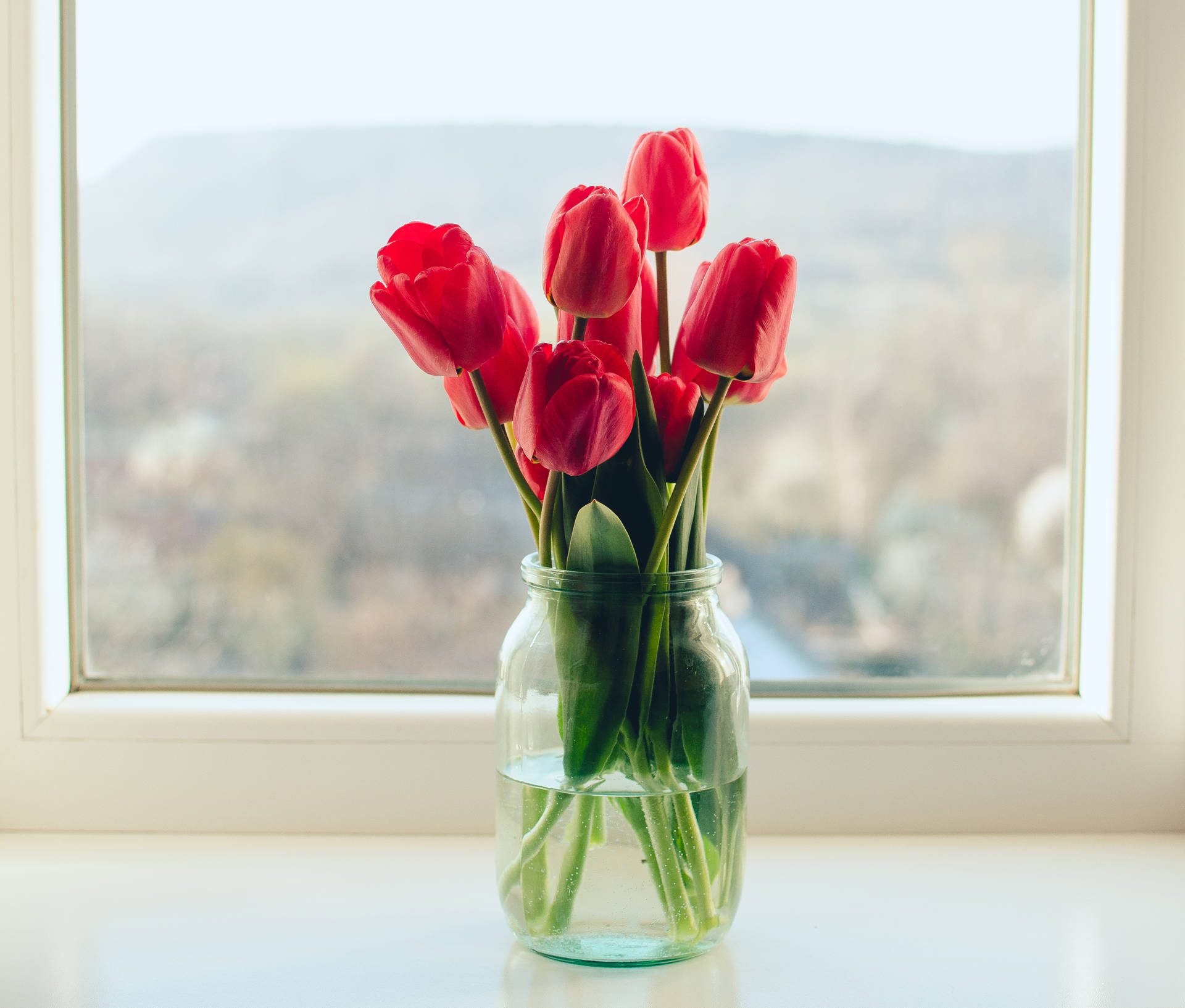 1920x1634 Download Red Tulips By The Window Wallpaper