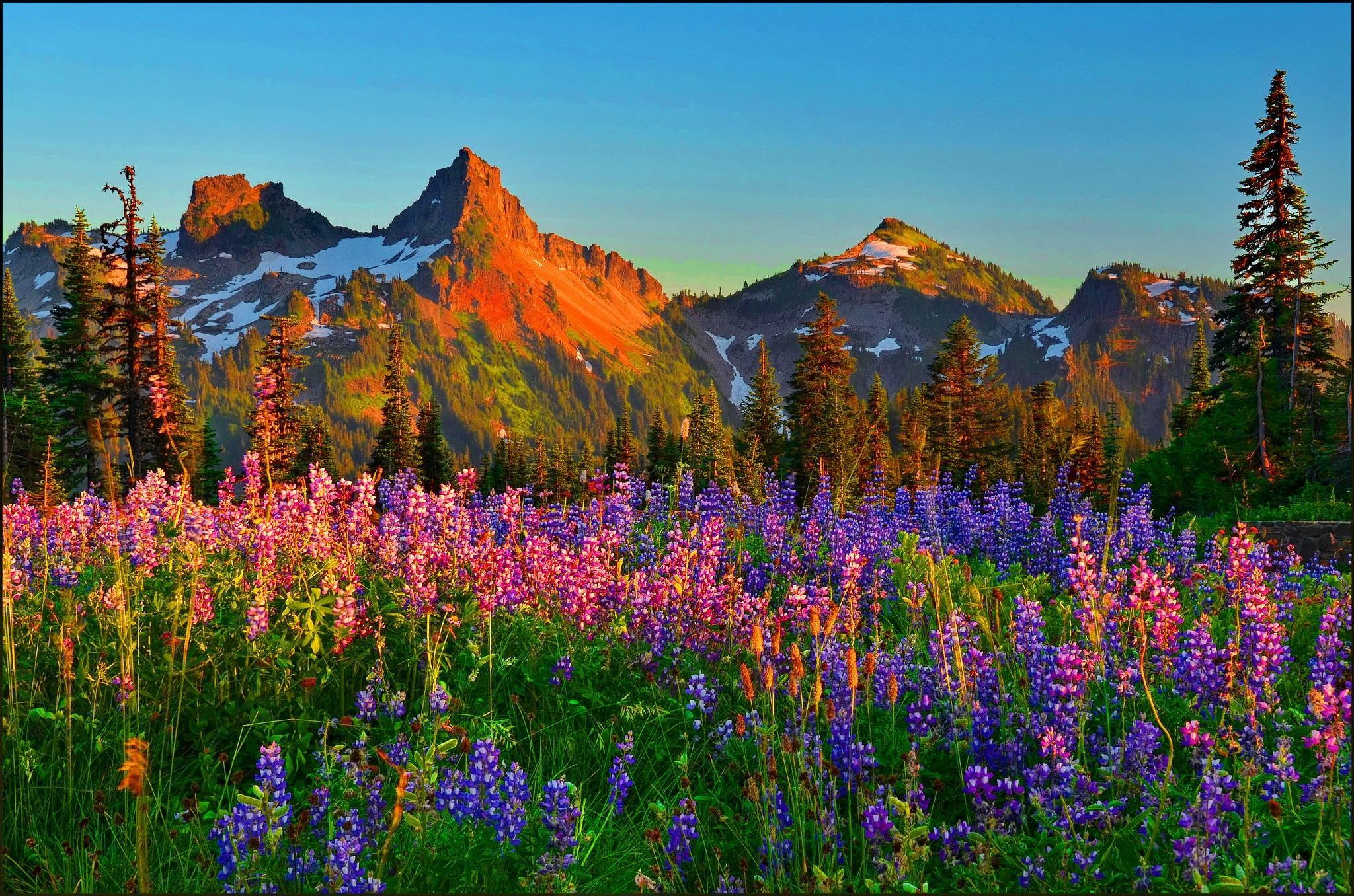 2048x1356 Mountain Wildflowers Wallpapers Top Free Mountain Wildflowers Backgrounds