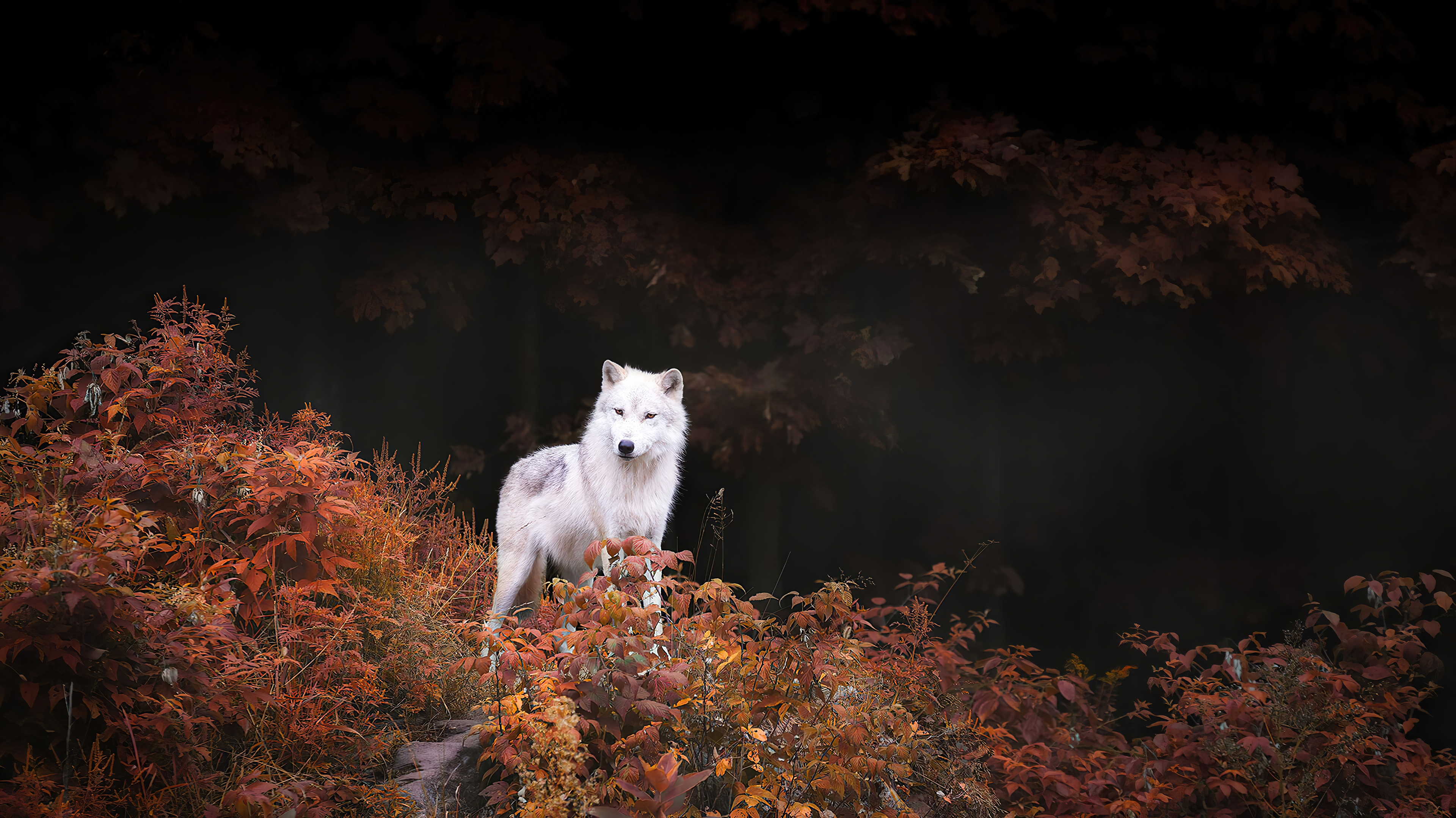 3840x2160 White wolf Wallpaper 4k Ultra HD ID:8923