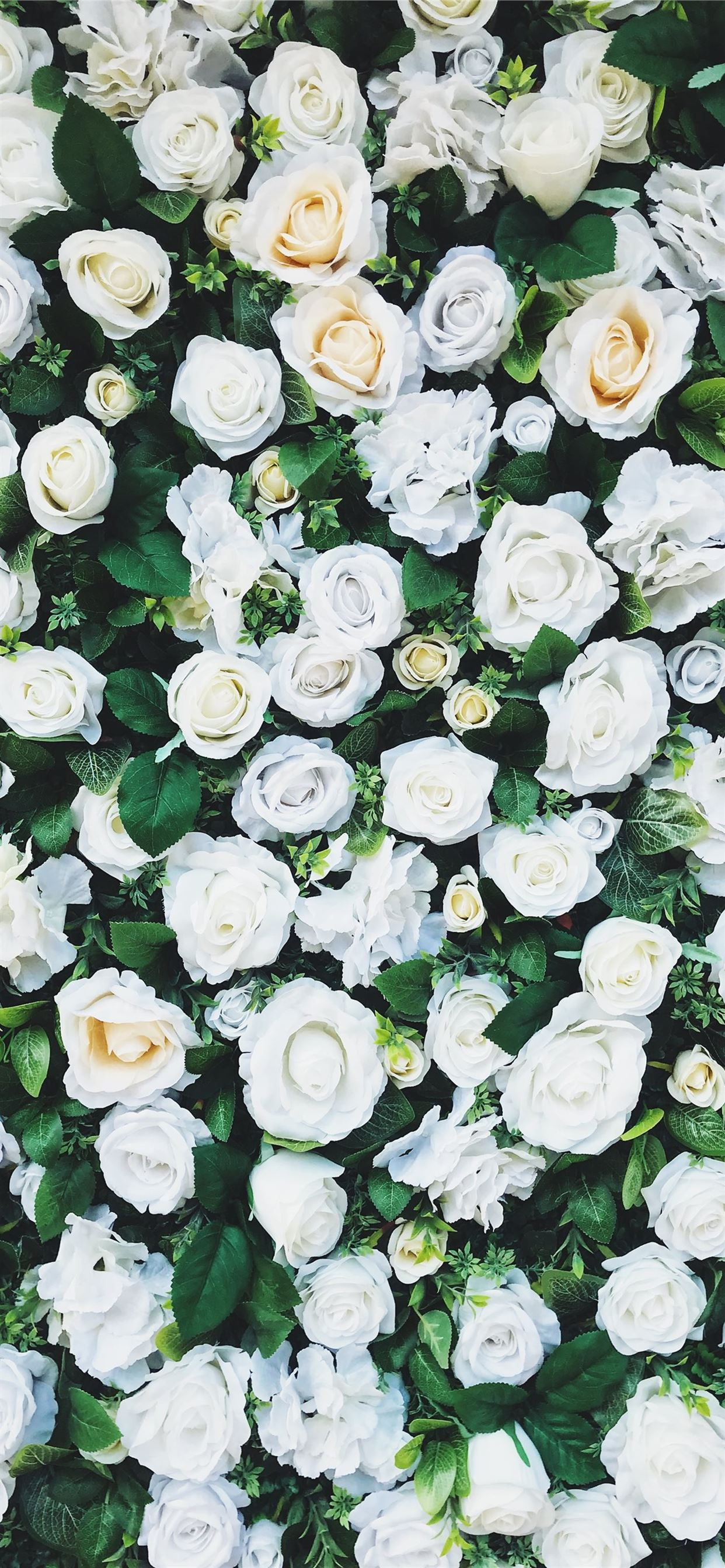 1242x2688 white rose field iPhone 11 Wallpapers Free Download