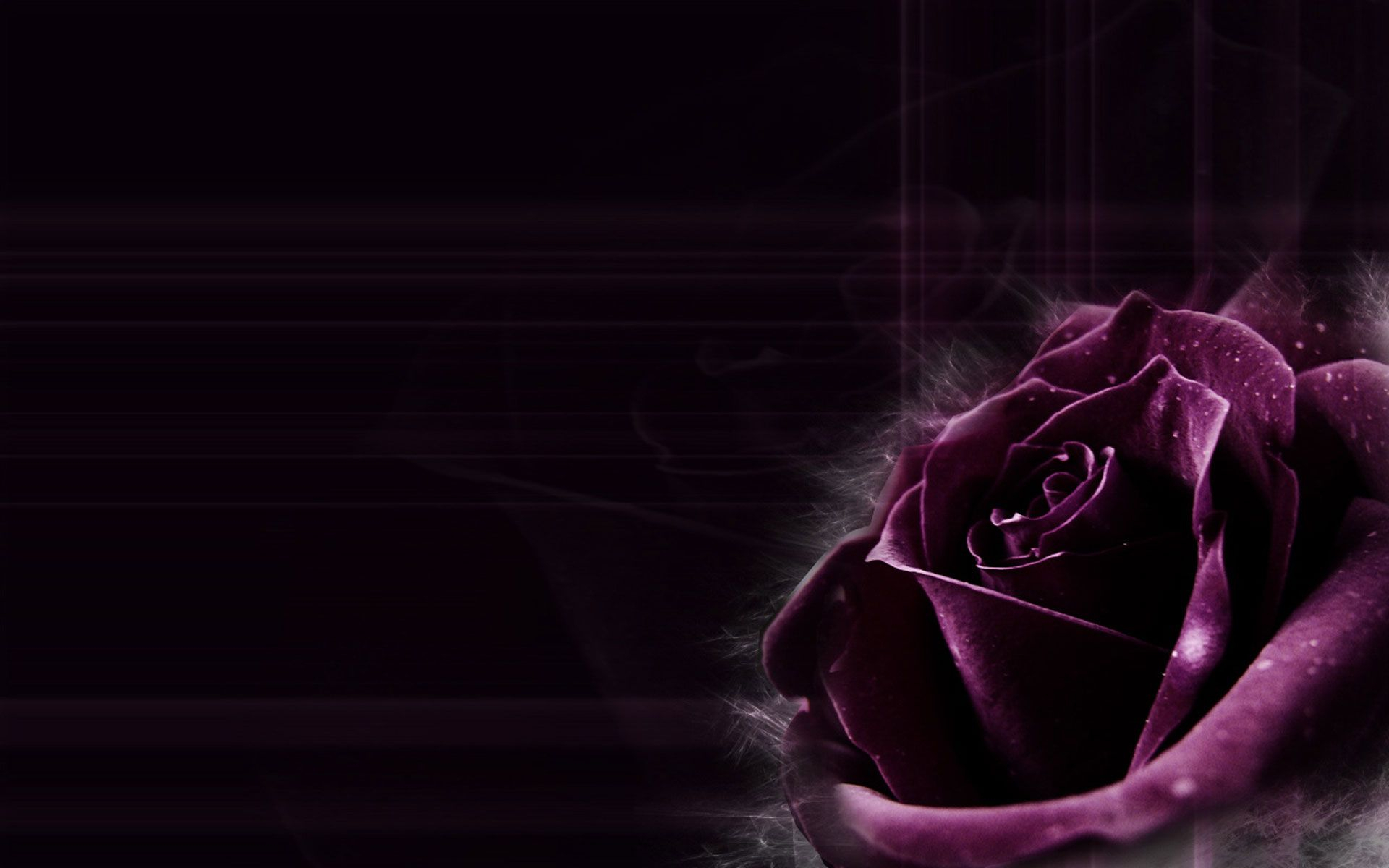 1920x1200 purple-rose-wallpaper | Purple roses wallpaper, Purple roses, Dark purple roses