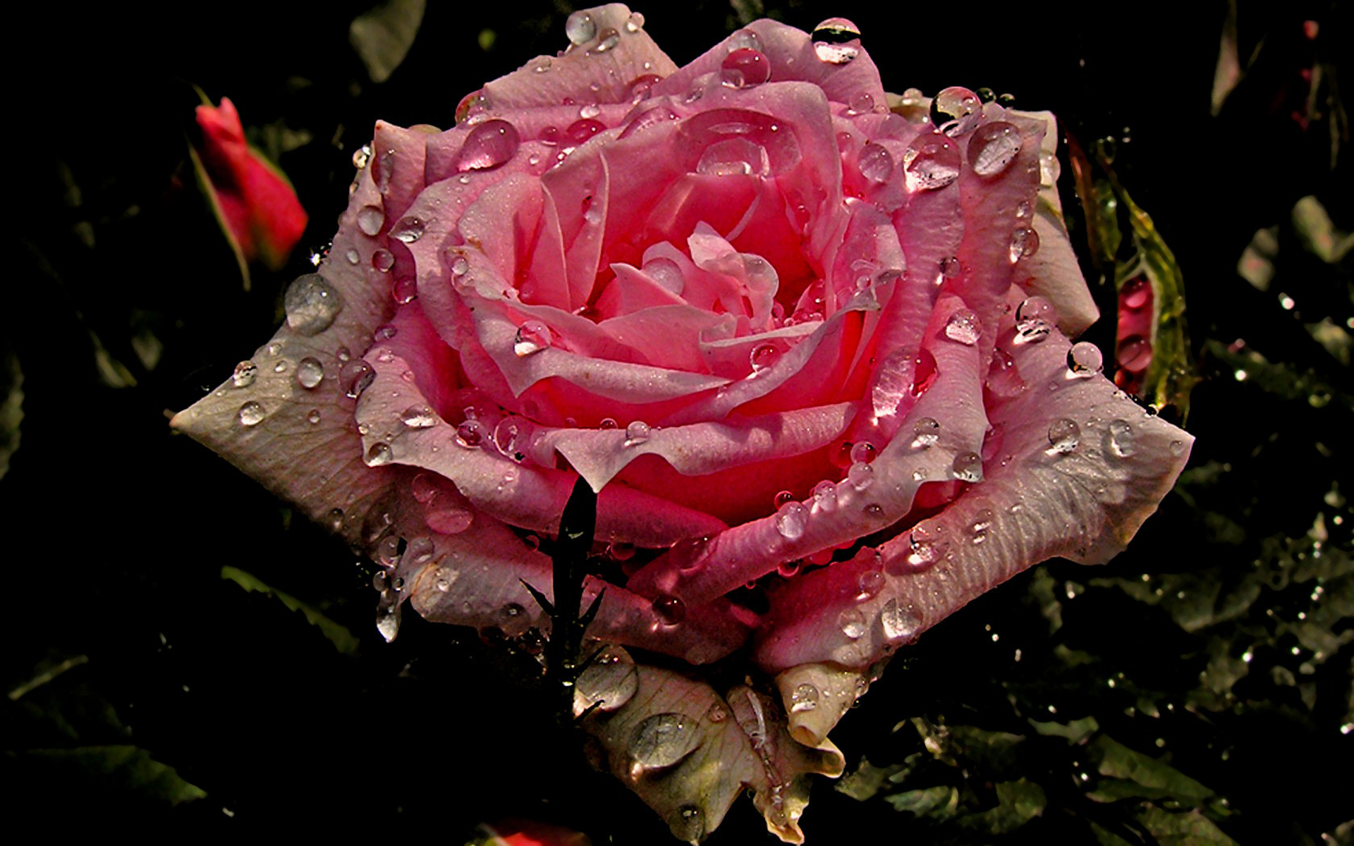 1920x1200 Wet Pink Rose