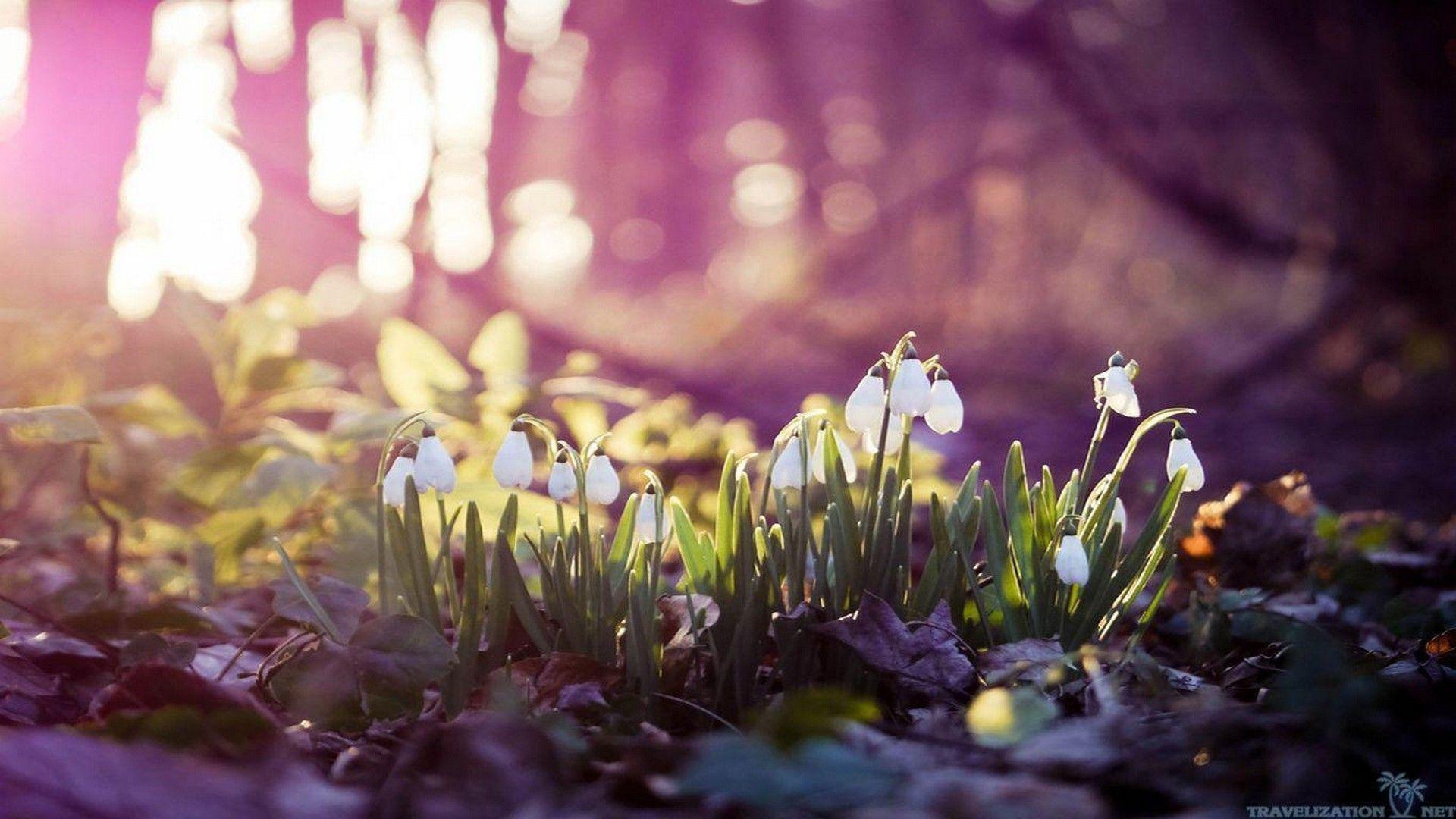 1920x1080 Early Spring Wallpapers Top Free Early Spring Backgrounds