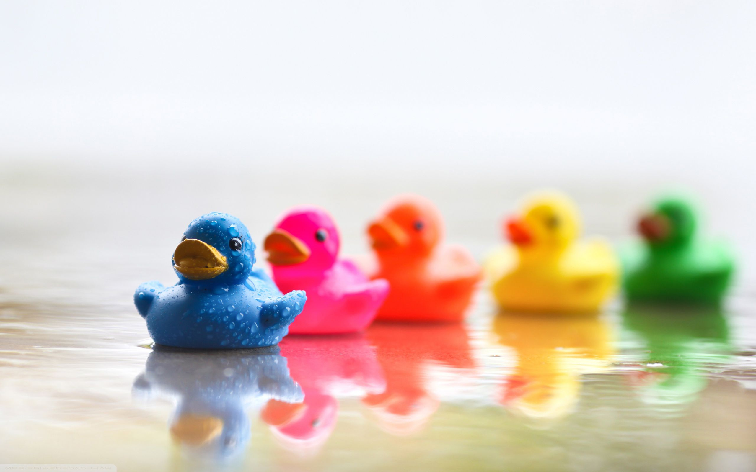 2560x1600 colorful ducks playing follow the leader | Duck wallpaper, Rubber duck, Cute wallpapers