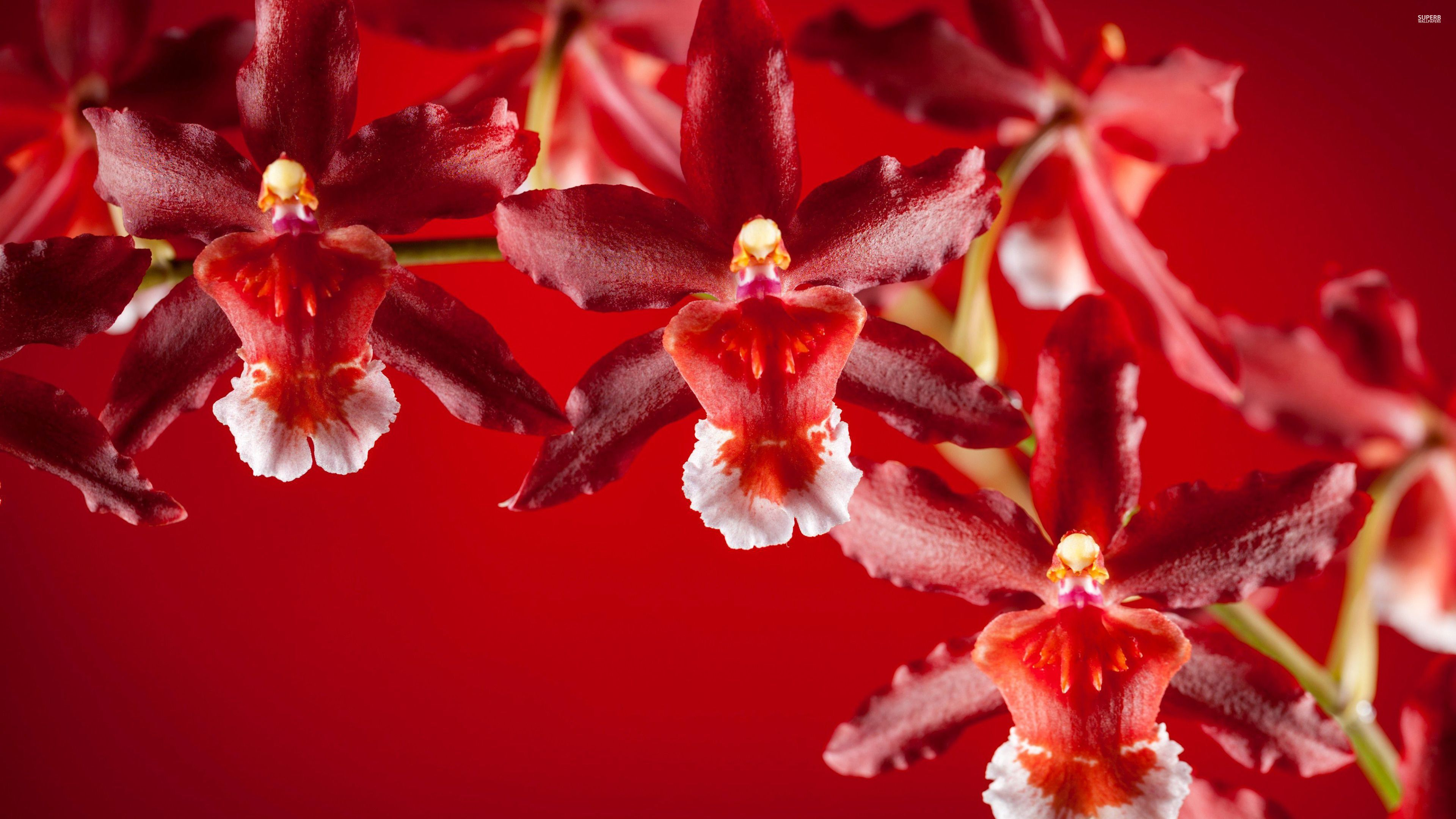 3840x2160 Red Orchid Wallpapers