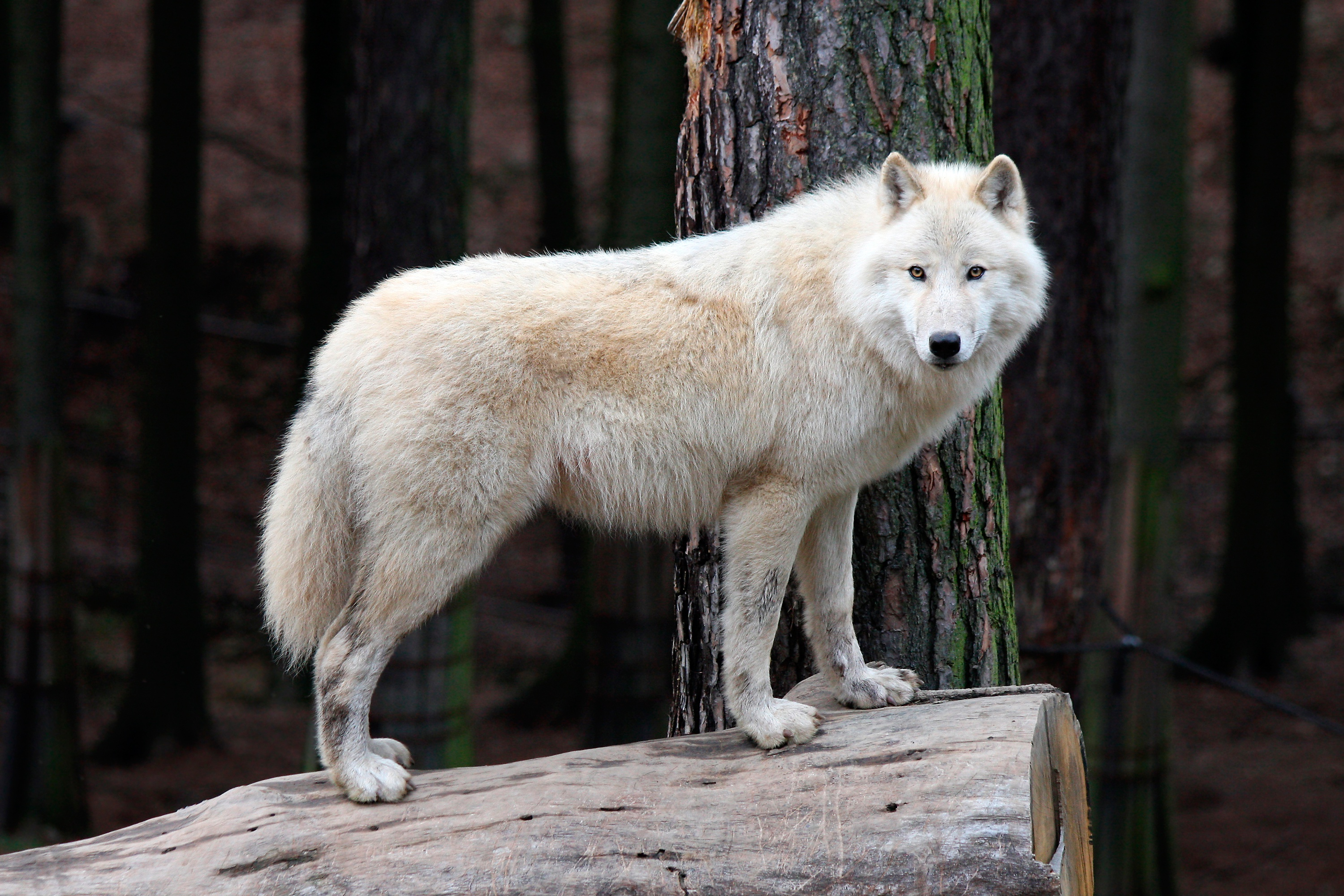 3000x2000 50+ White Wolf HD Wallpapers and Backgrounds
