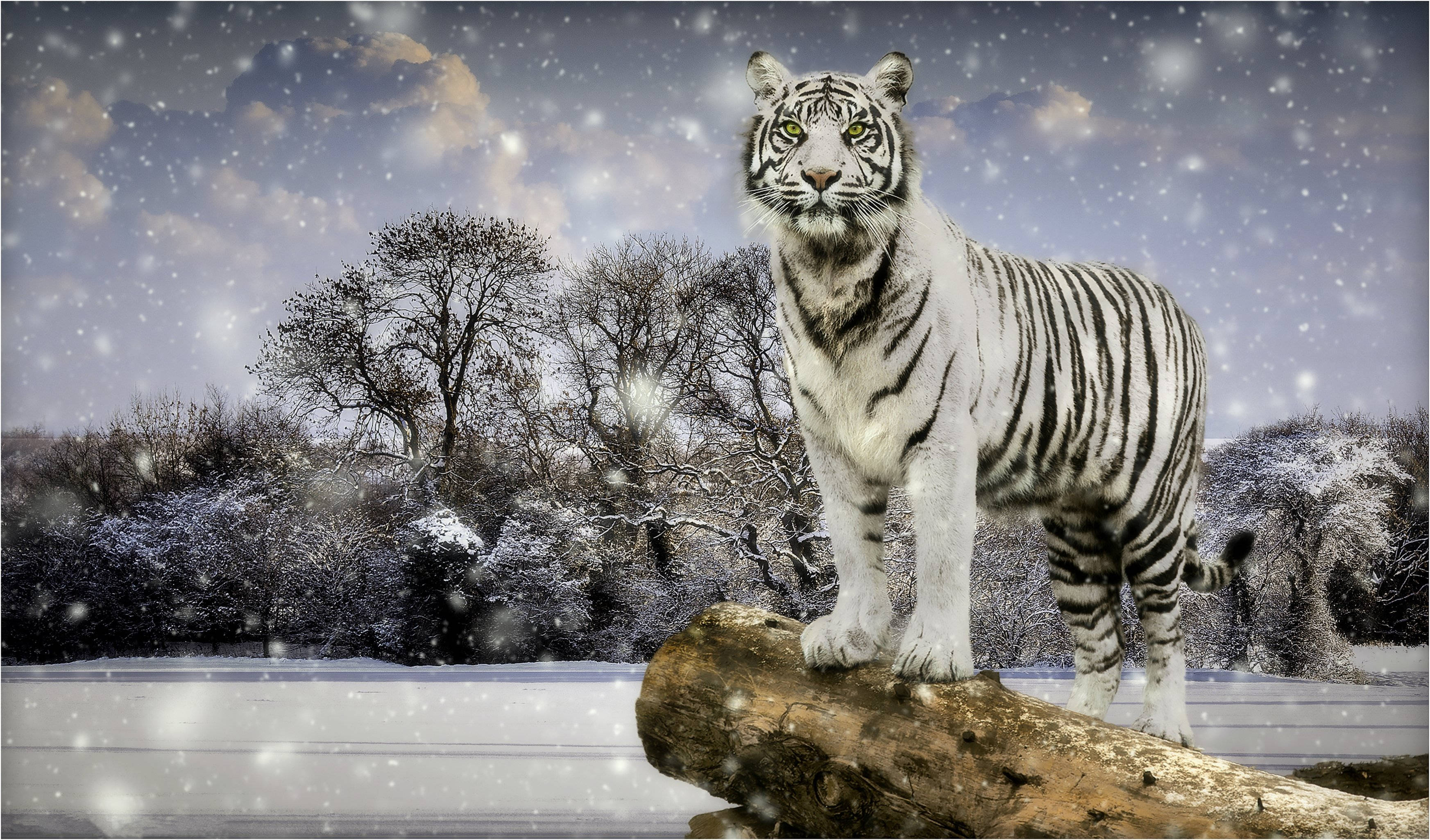 3491x2052 Download Winter Season White Tiger Wallpaper