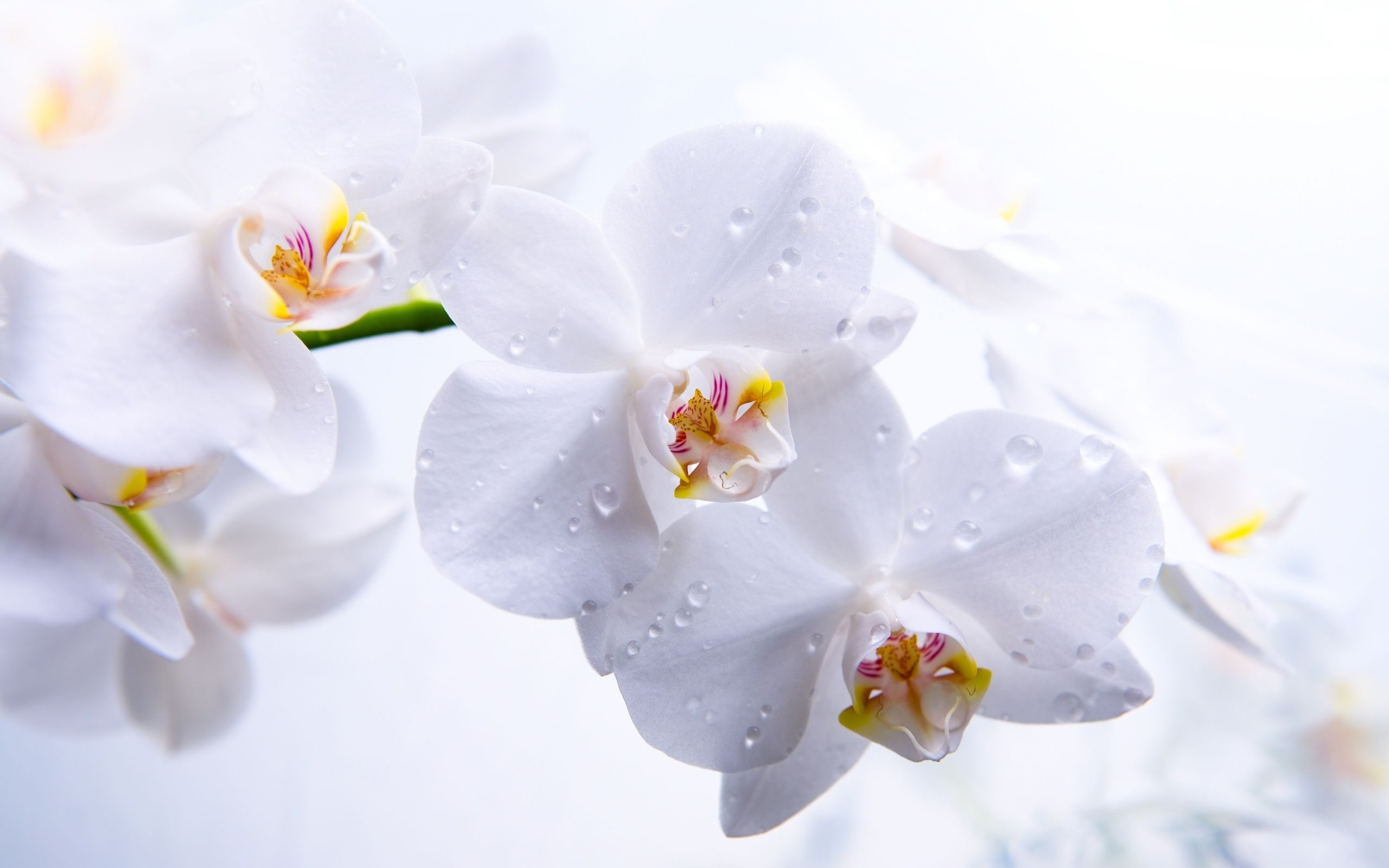 2560x1600 amazing img ,very like this | Orchid wallpaper, Beautiful orchids, White orchids