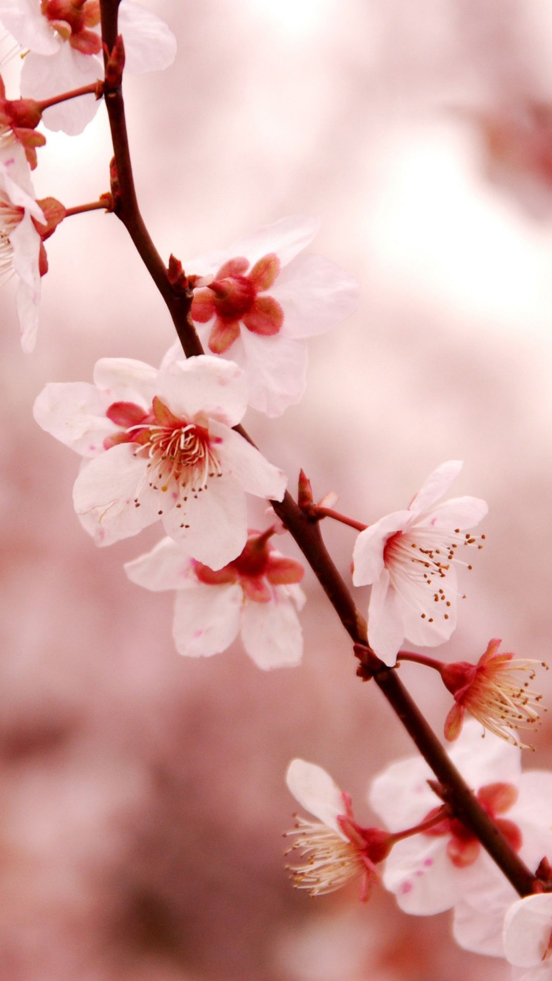 1080x1920 Cherry Blossom iPhone Wallpaper Download Free. | Cherry blossom wallpaper, New nature wallpaper, Cherry blossom background