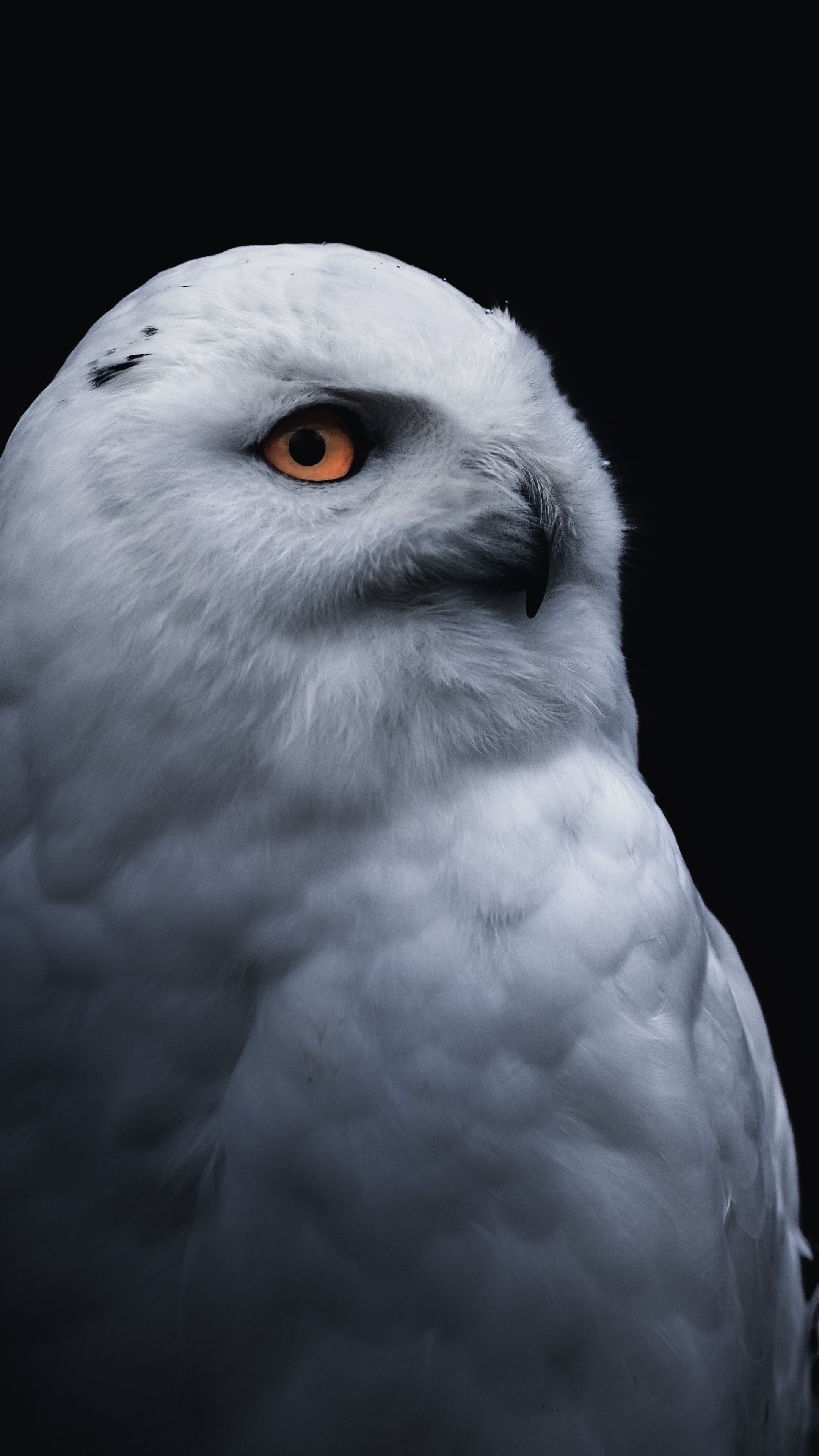 2160x3840 Yellow eye bird, white owl wallpaper | Owl wallpaper, Owl, Yellow eyes