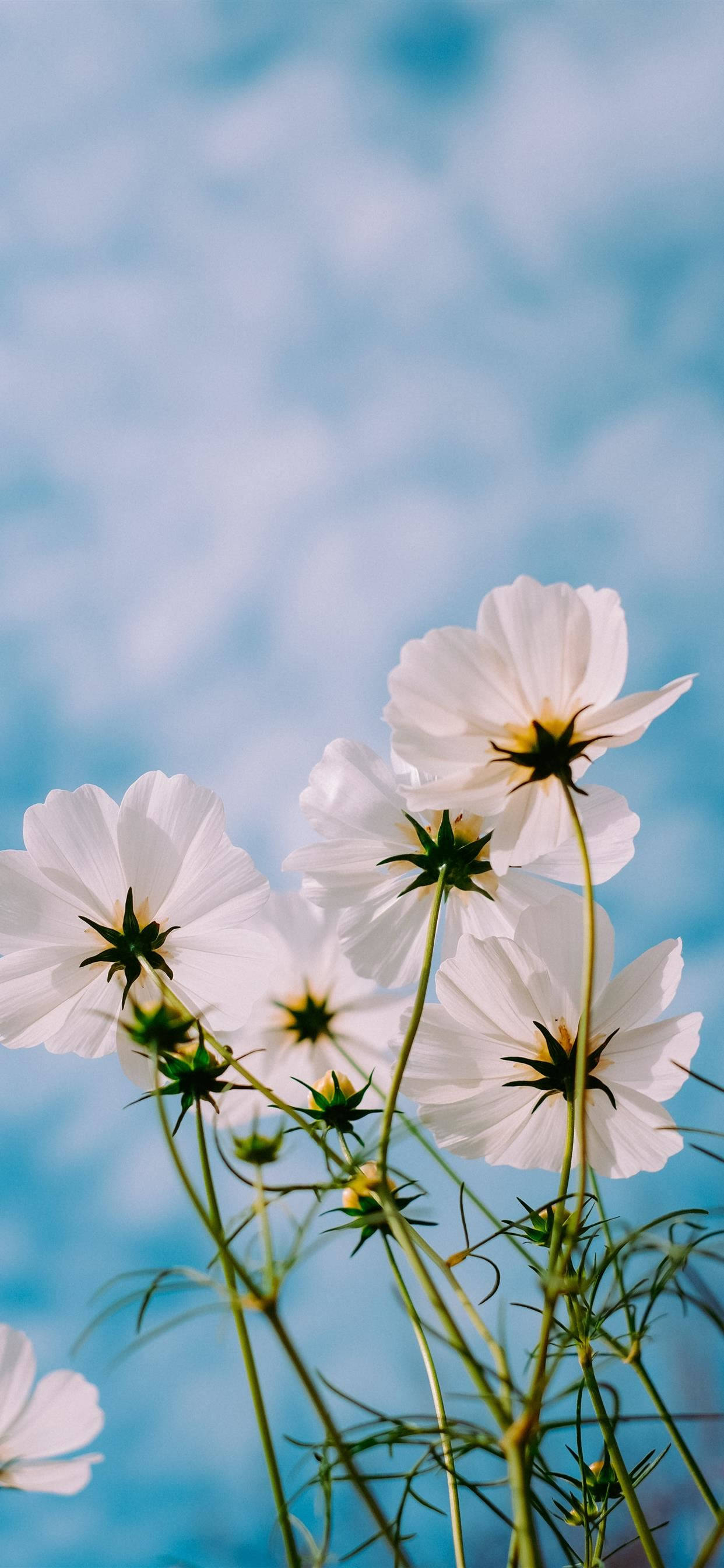 1242x2688 Download Spring Flowers Iphone 11 Pro Max Wallpaper