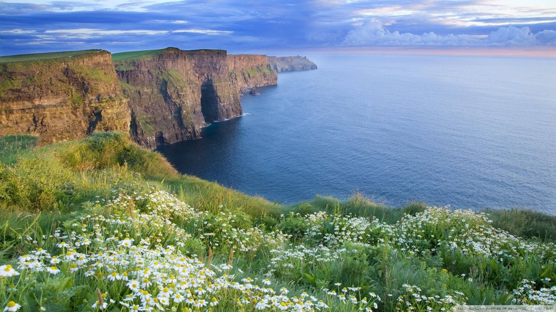 1920x1080 Download Ireland Wildflowers Cliffs Of Moher Wallpaper