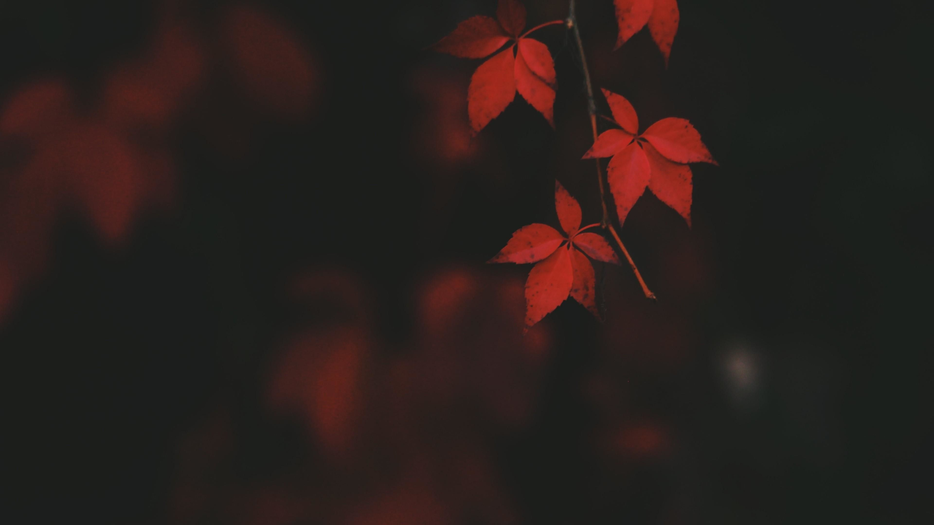3840x2160 Red Leaves Wallpapers Top Free Red Leaves Backgrounds