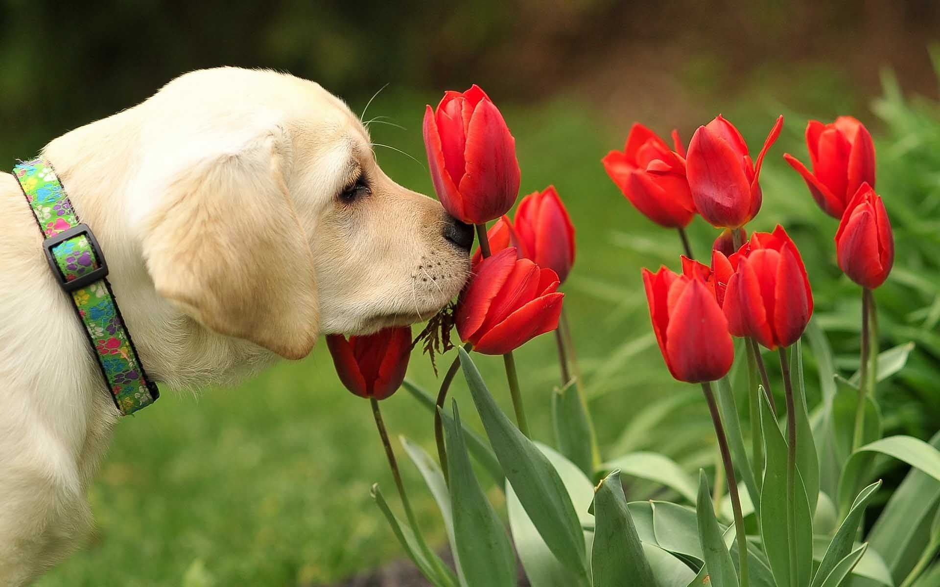 1920x1200 Flower Labrador Puppy Smelling Tulips Fancy Wallpaper Cool PC Wallpapers | Perros, Cobrador, Cachorros de labrador