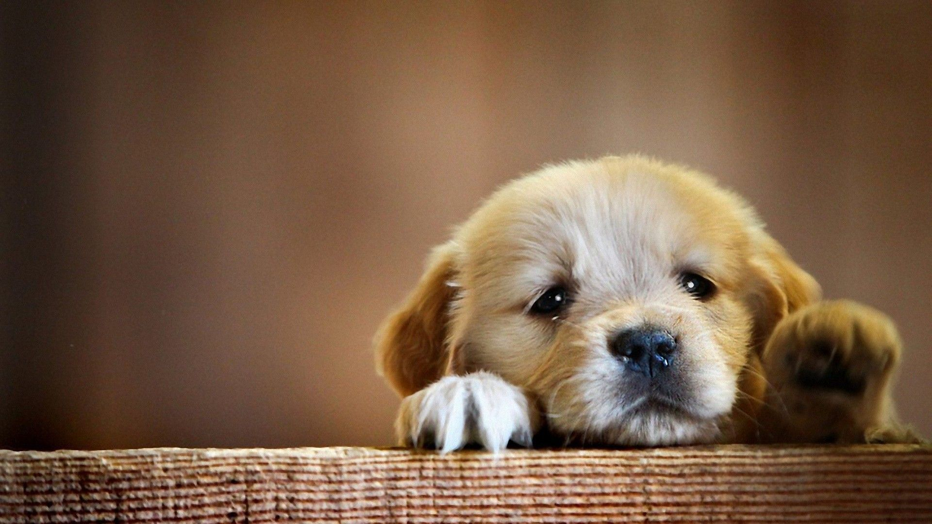 1920x1080 Cute Puppy Wallpapers Top Free Cute Puppy Backgrounds