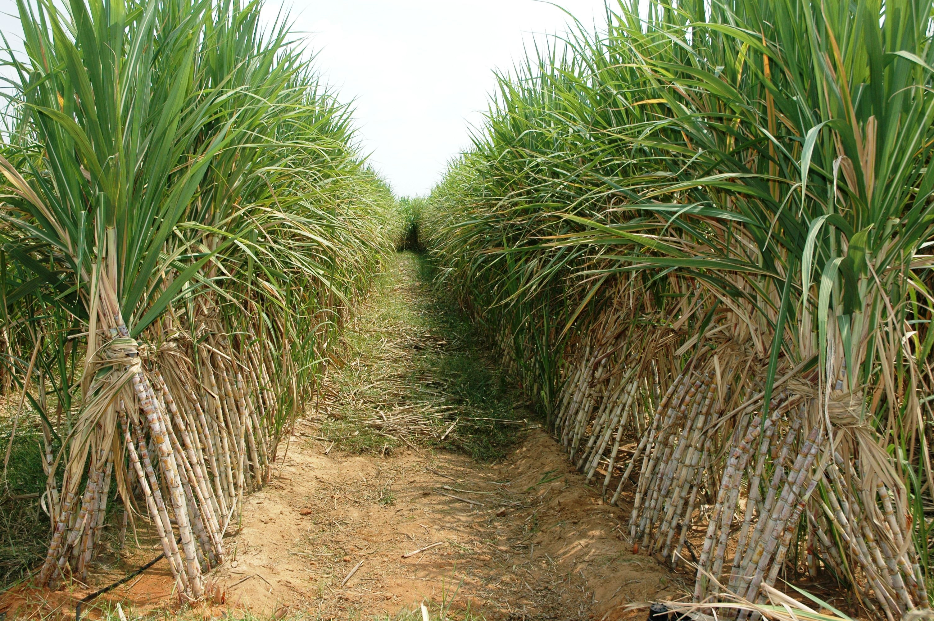 3008x2000 Sugar Cane Wallpapers Top Free Sugar Cane Backgrounds
