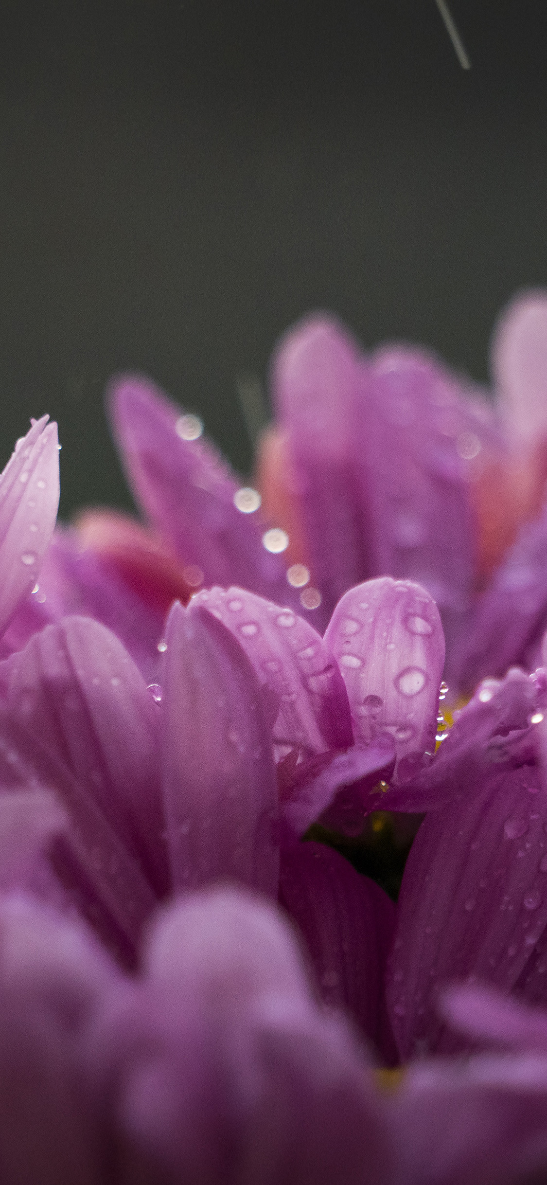 1125x2436 | iPhone11 wallpaper | oc10-flower-raindropred-spring-nature