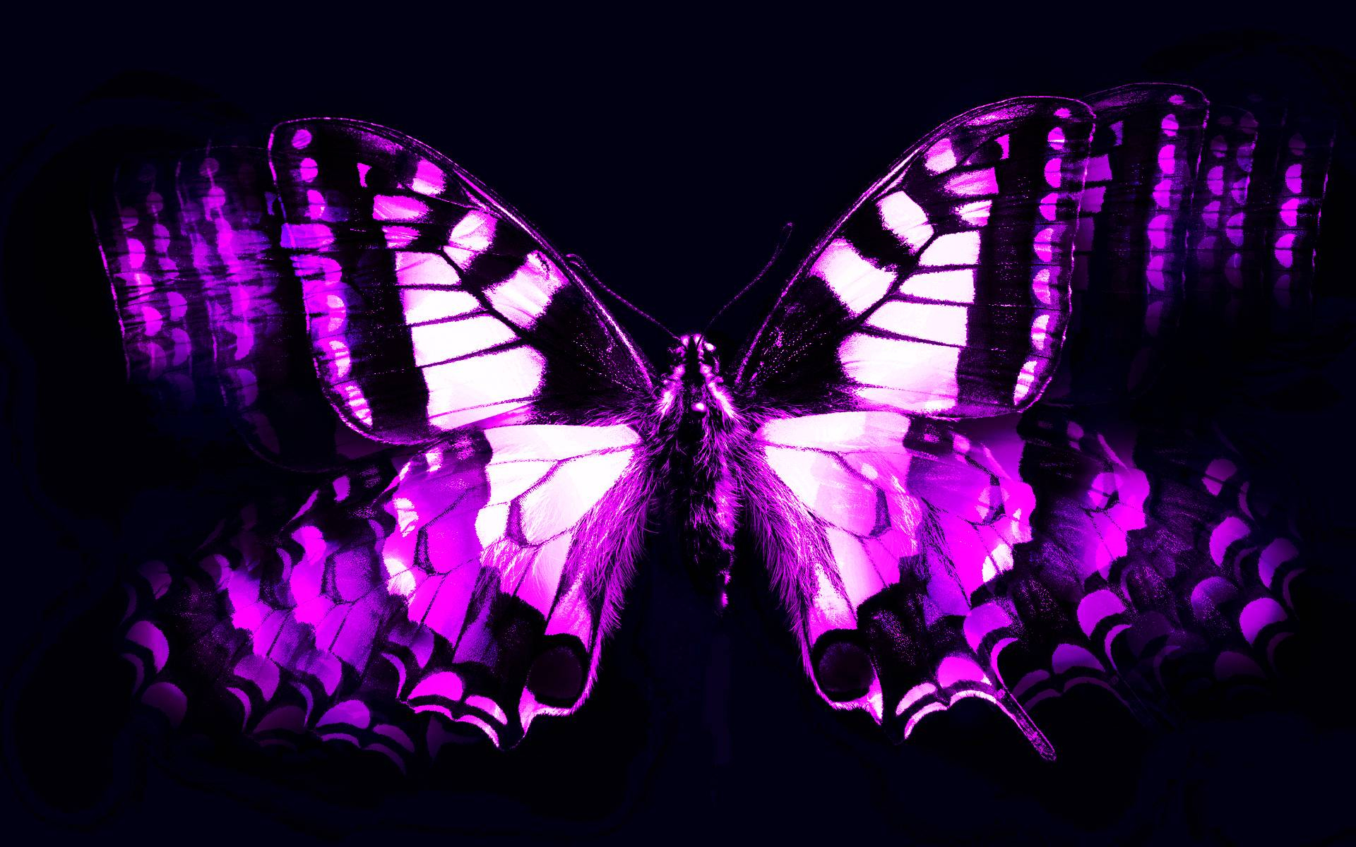 1920x1200 Purple Butterfly Wallpapers