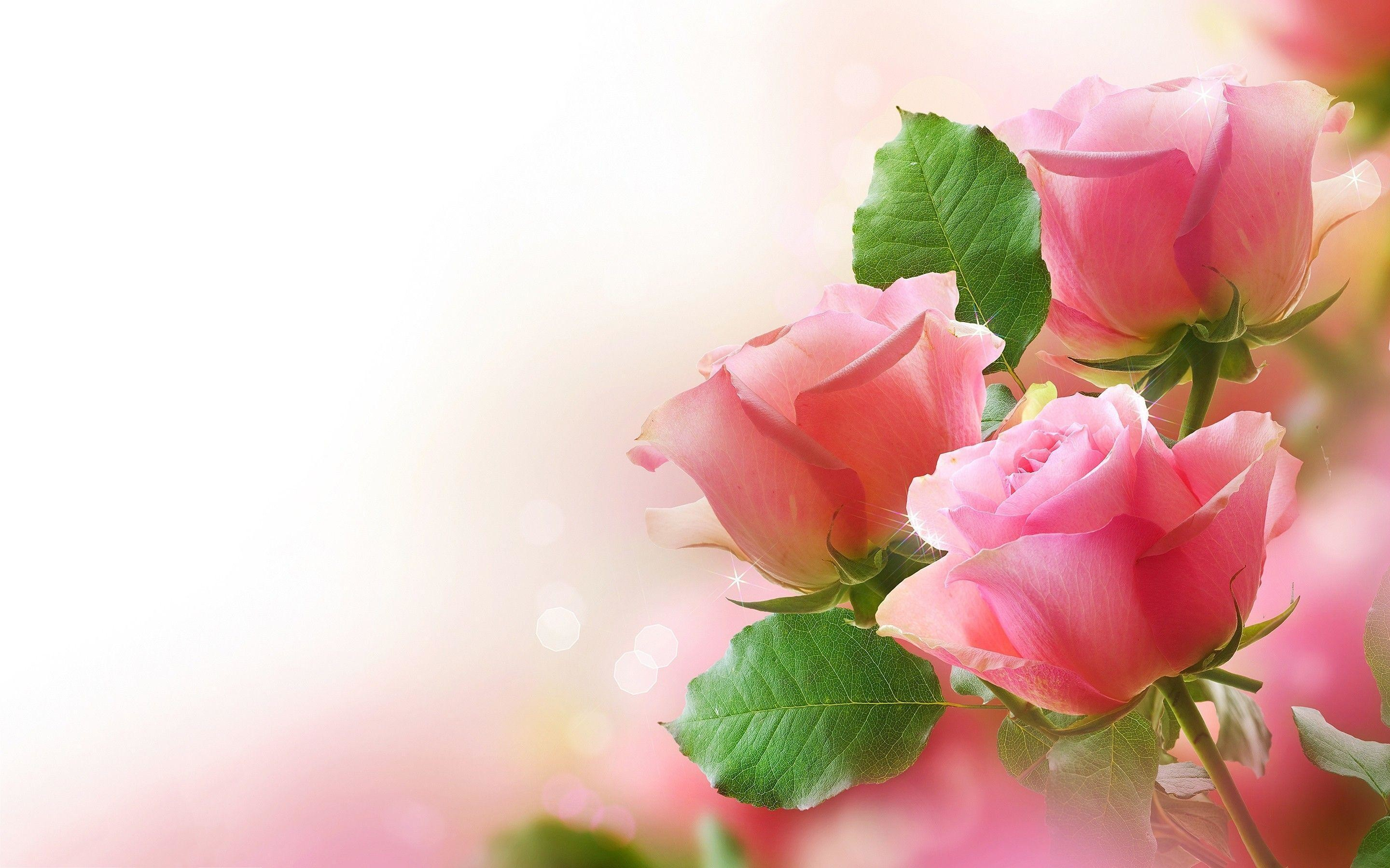 2880x1800 Rose Wallpapers for Desktop (55+ pictures