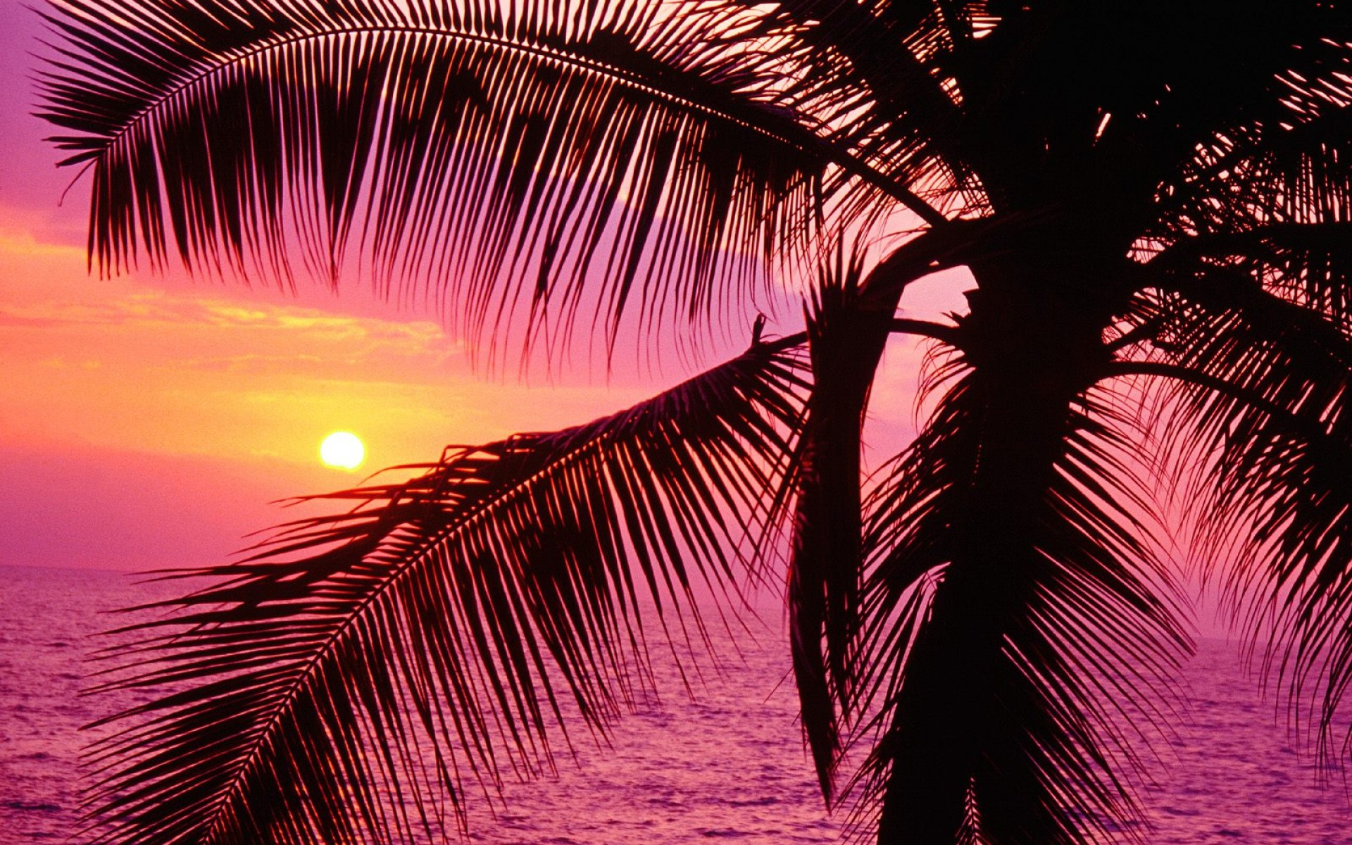 1920x1200 Palm Tree Sunset