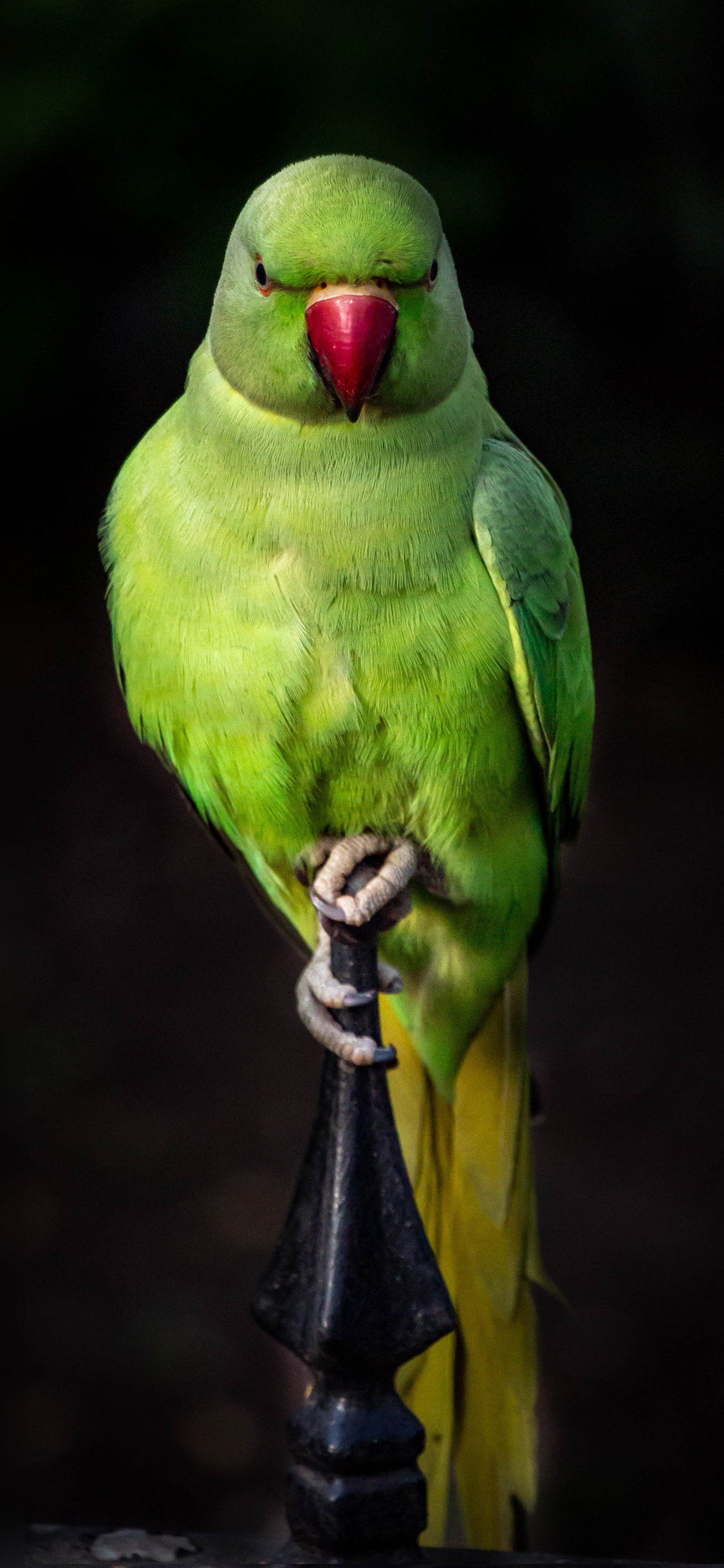 1125x2436 Download parrot, green, bird, sit, portrait wallpaper, iphone x, hd image, background, 8309