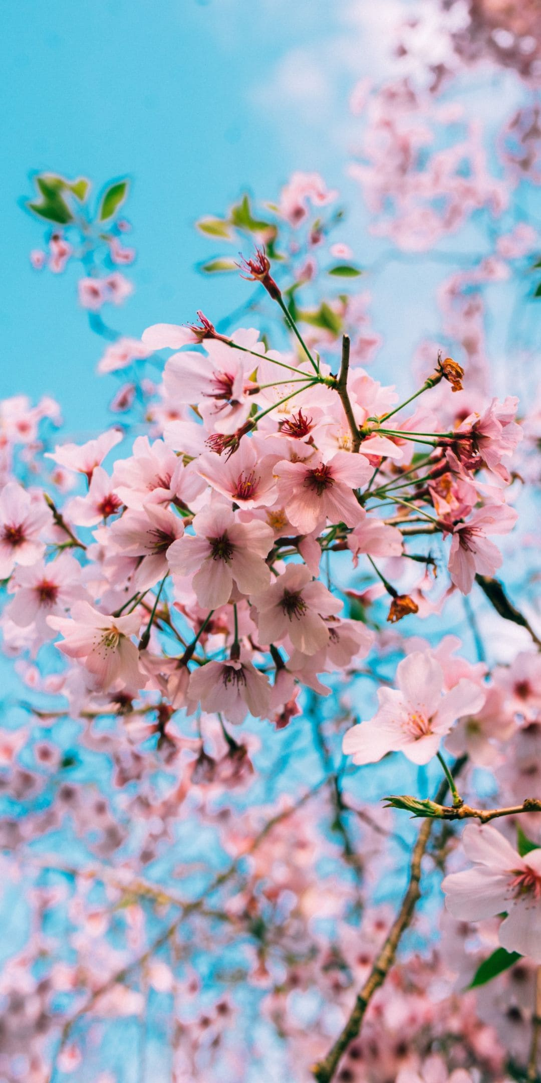 1080x2160 Cherry Blossom Wallpapers Top 35 Best Cherry Blossom Backgrounds