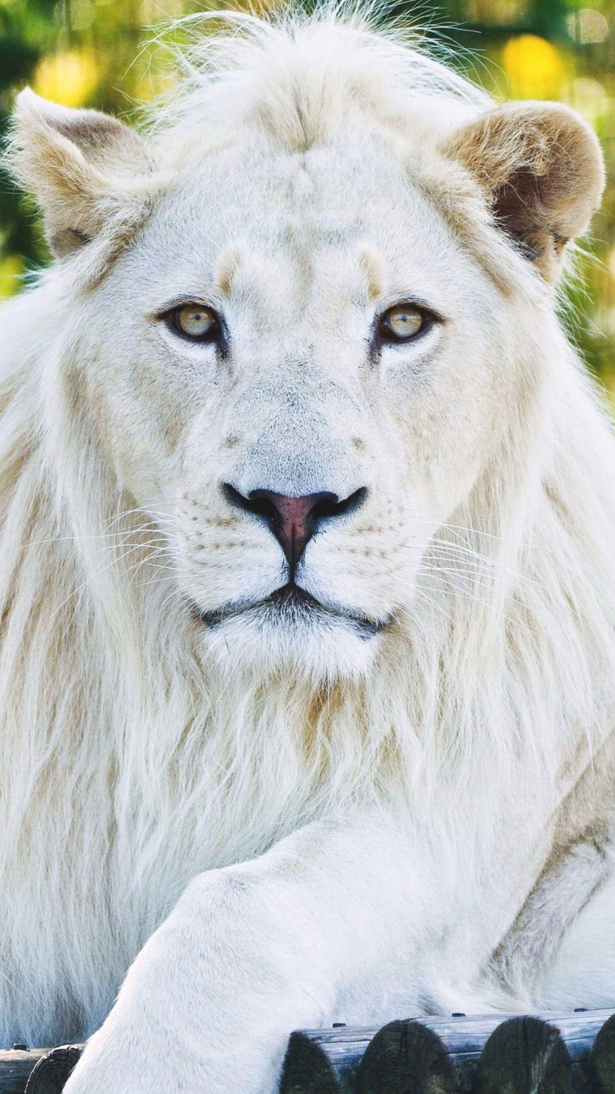 2139x3802 Animals #White Lion #wallpapers | White lion, Lion pictures, White lion images
