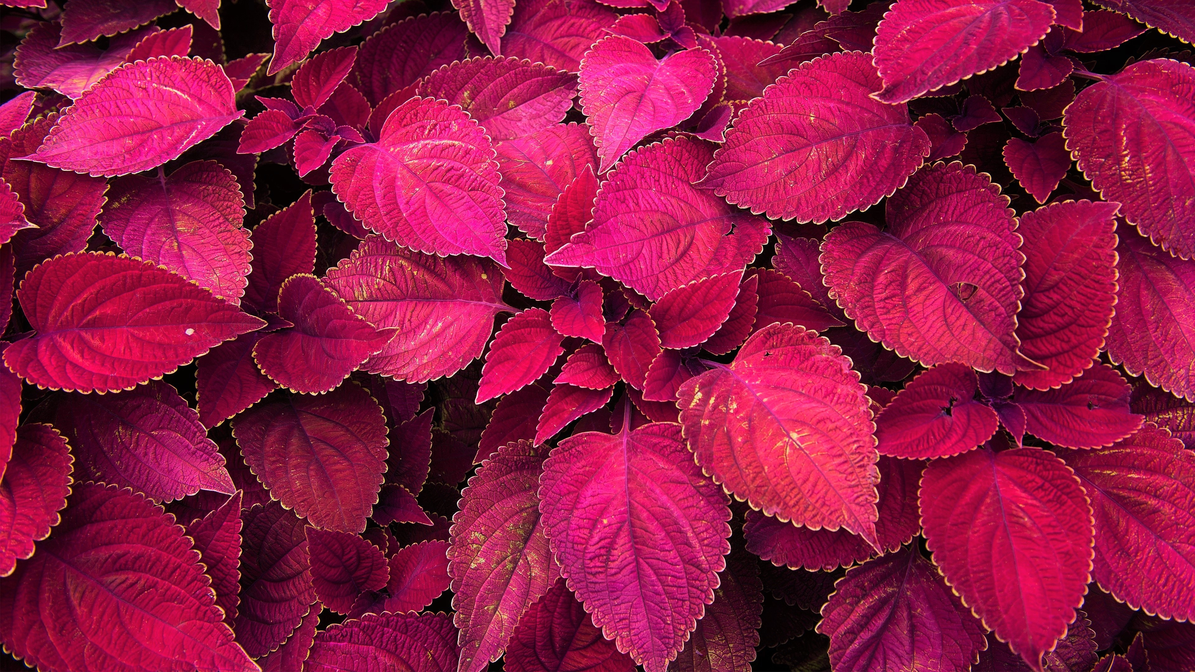 3840x2160 Red Leaves