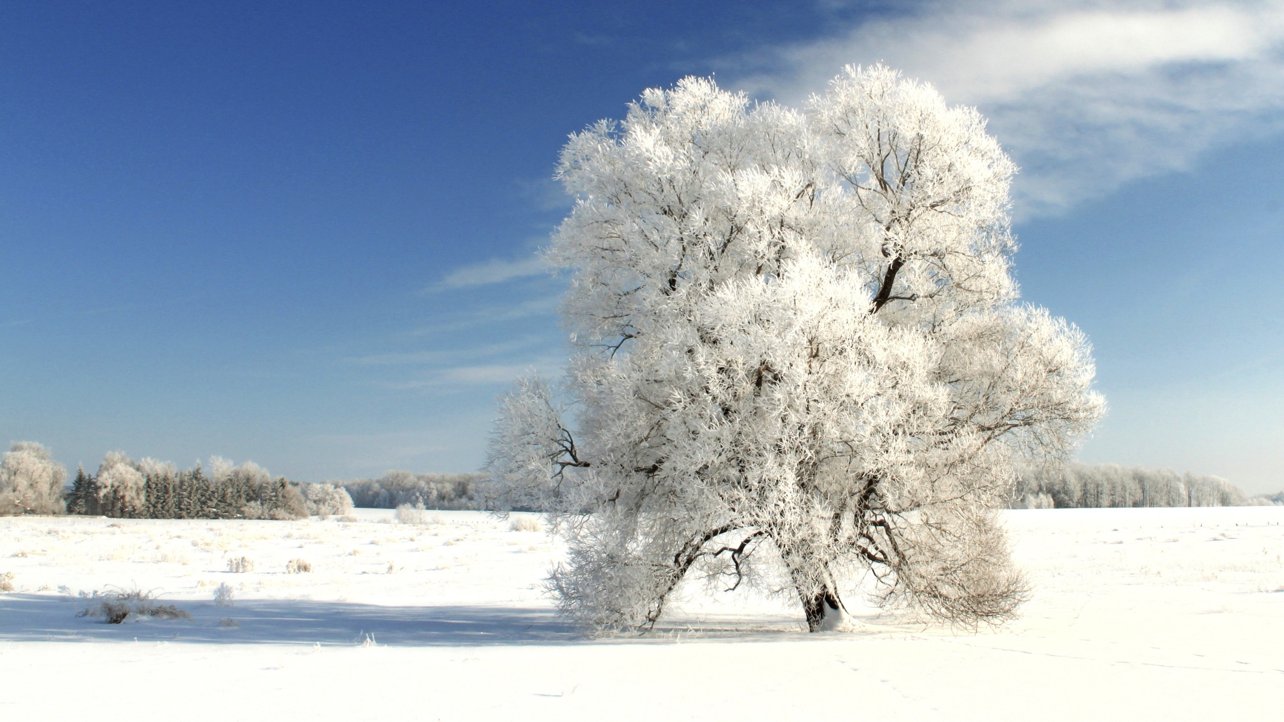 2560x1440 Winter Tree On A Cold Winter Day Free Website Background Image