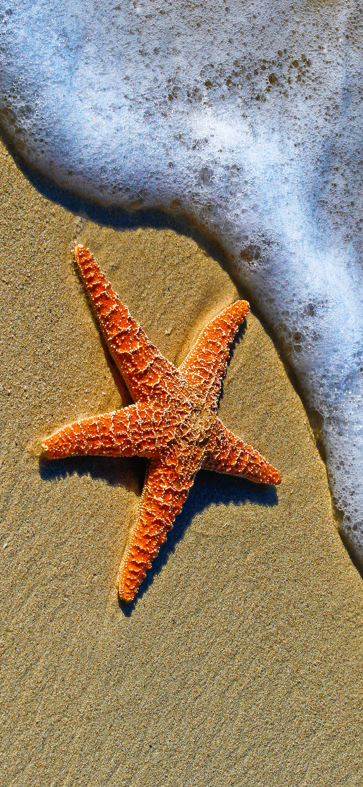 1242x2688 Starfish Wallpaper for iPhone 11, Pro Max, X, 8, 7, 6 Free Download on 3Wallpapers