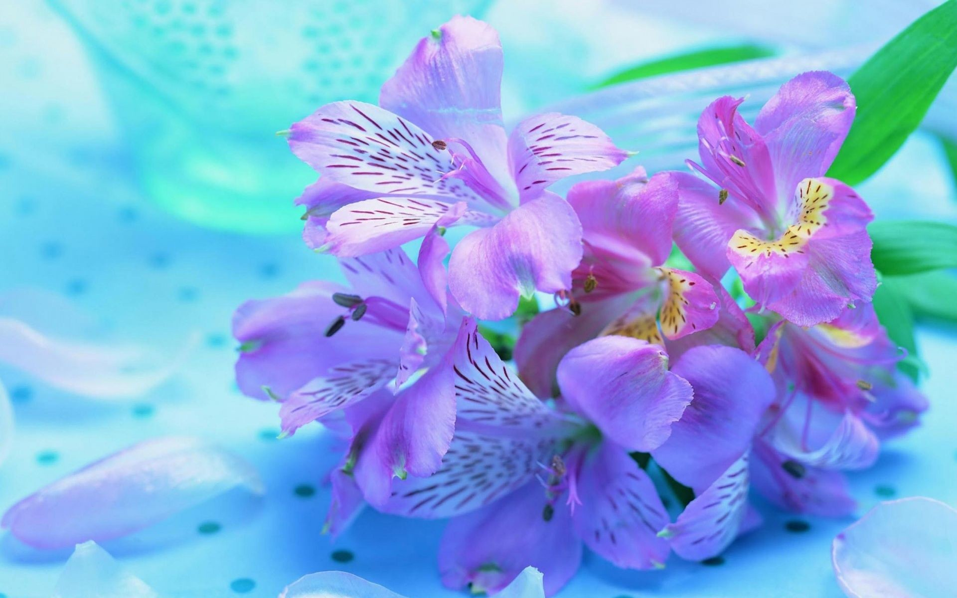 1920x1200 Pretty Flowers Wallpaper (46+ pictures
