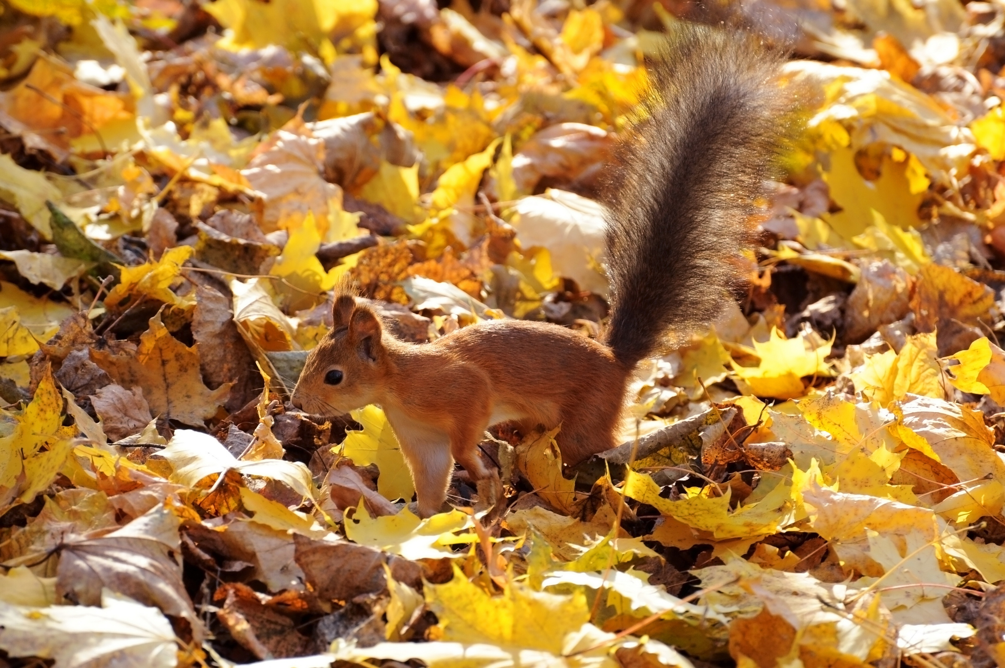 3200x2129 Protein red fluffy tail leaves autumn squirrel wallpaper | | 163347