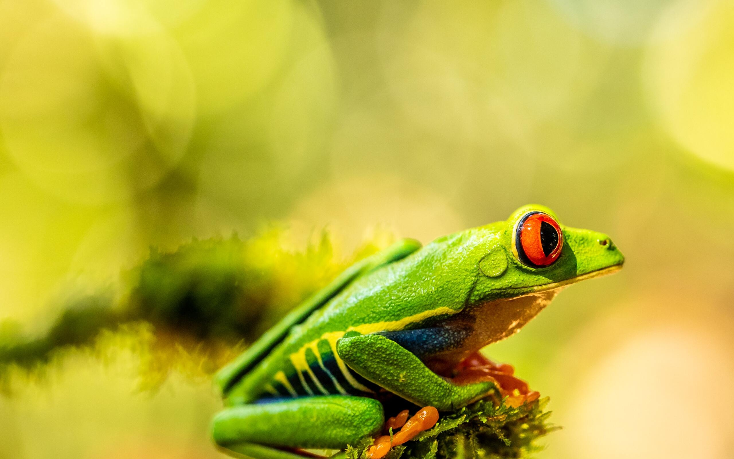 2560x1600 Red Eyed Tree Frog Wallpapers