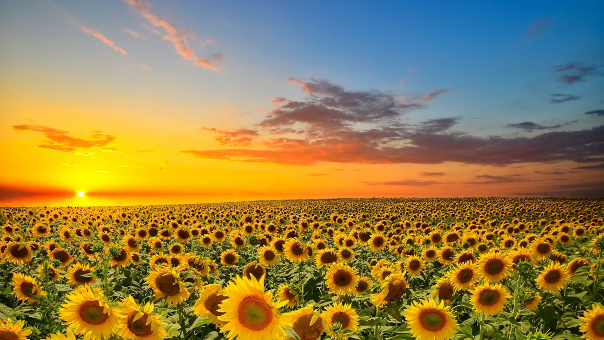 1920x1080 Sunset Over Sunflowers Field Wallpaper HD KDE Store
