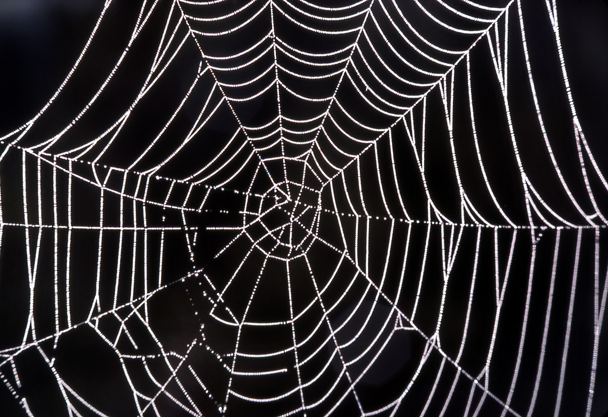 1999x1373 Free Spiders Web, Download Free Spiders Web png images, Free ClipArts on Clipart Library