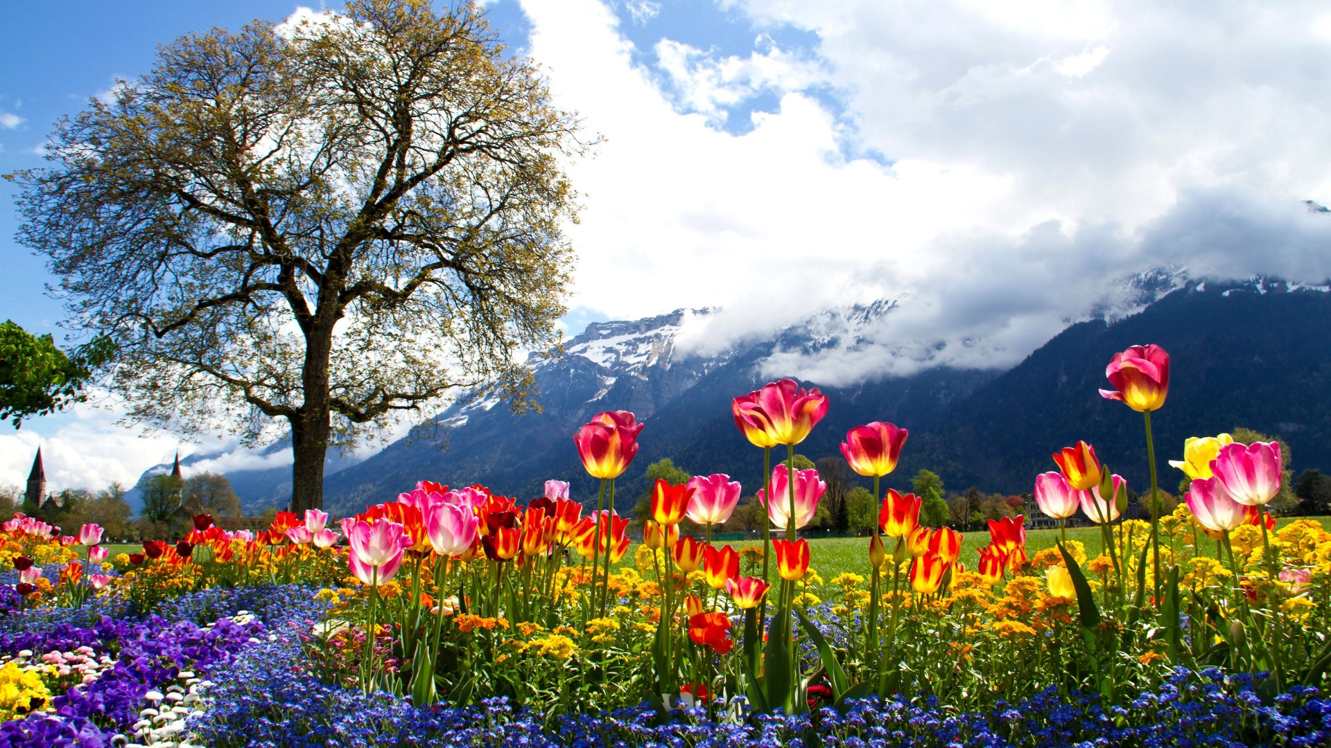 1920x1080 Nature Beautiful spring HD Wallpapers