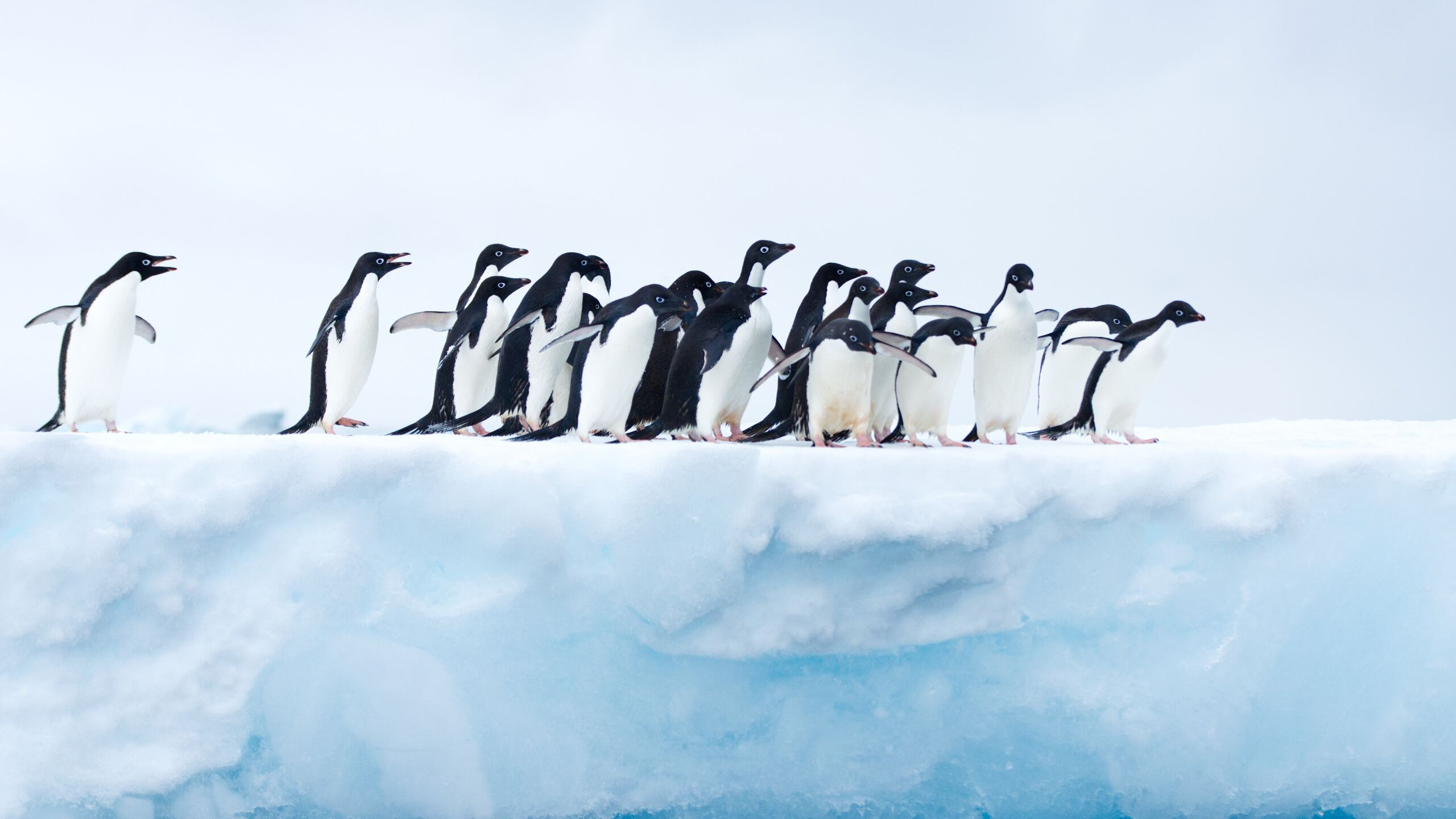 2560x1440 Penguins In Antarctica 1440P Resolution HD 4k Wallpapers, Images, Backgrounds, Photos and Pictures