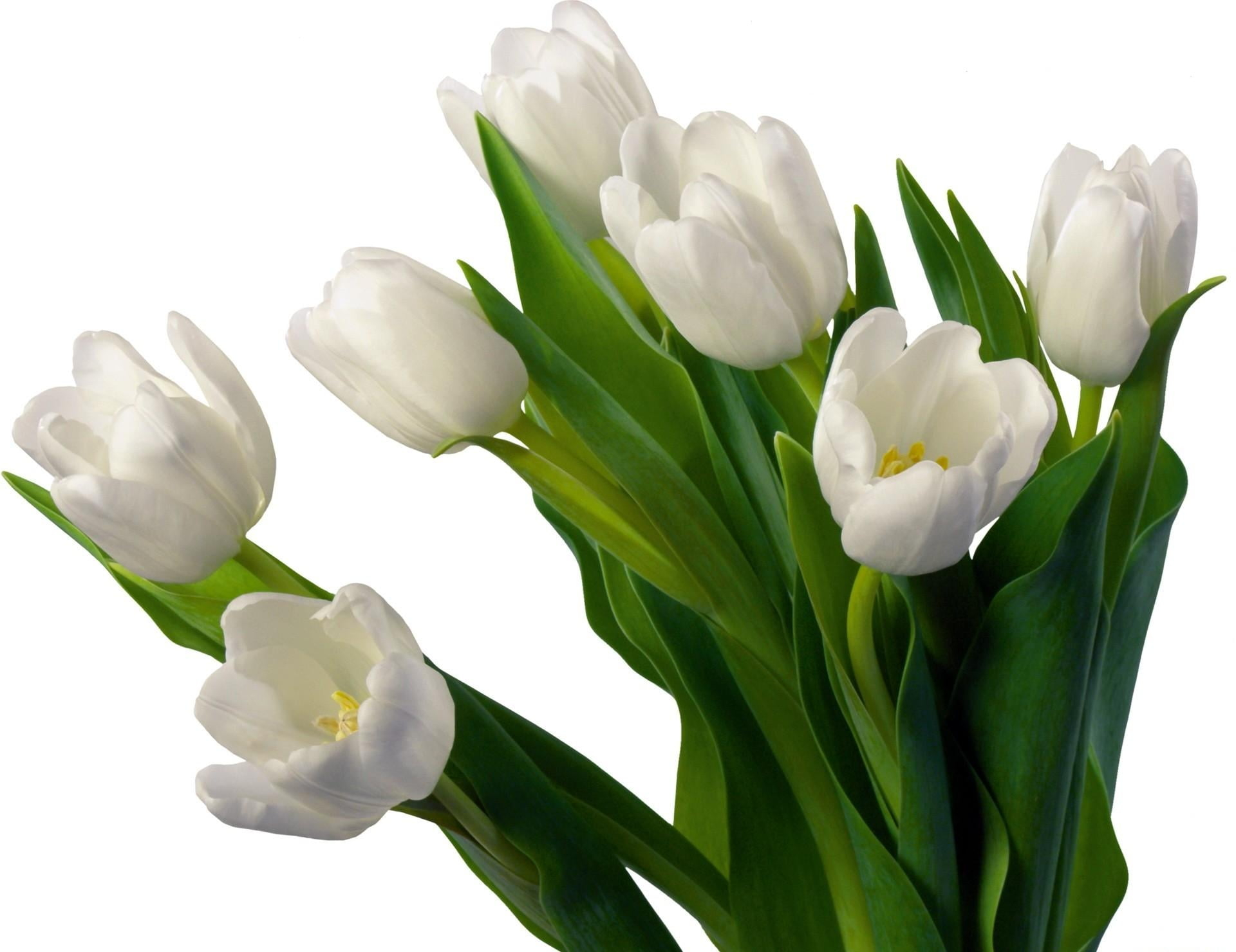 1920x1480 White Tulip flowers HD wallpaper