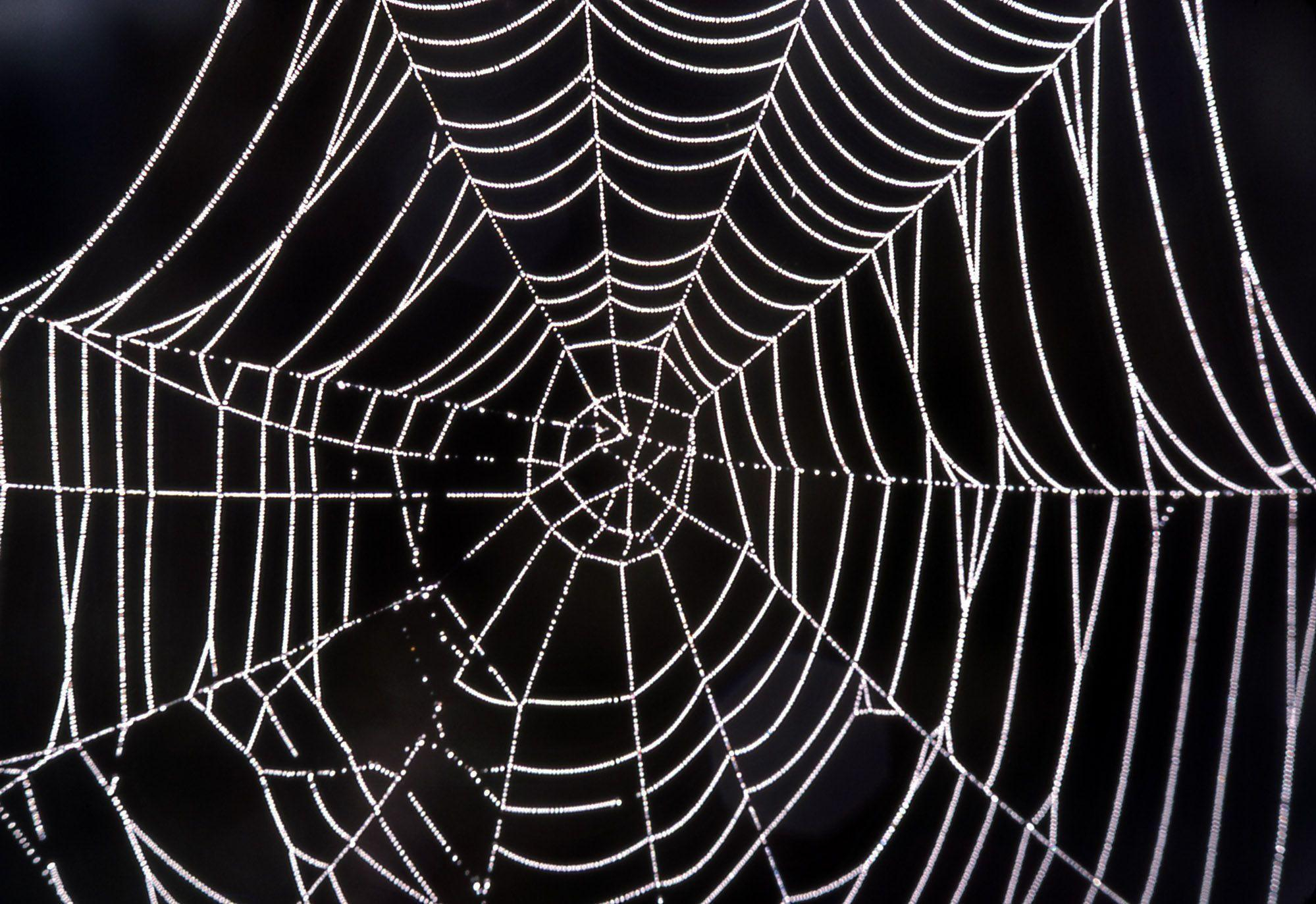 1999x1373 Spider Web Wallpapers