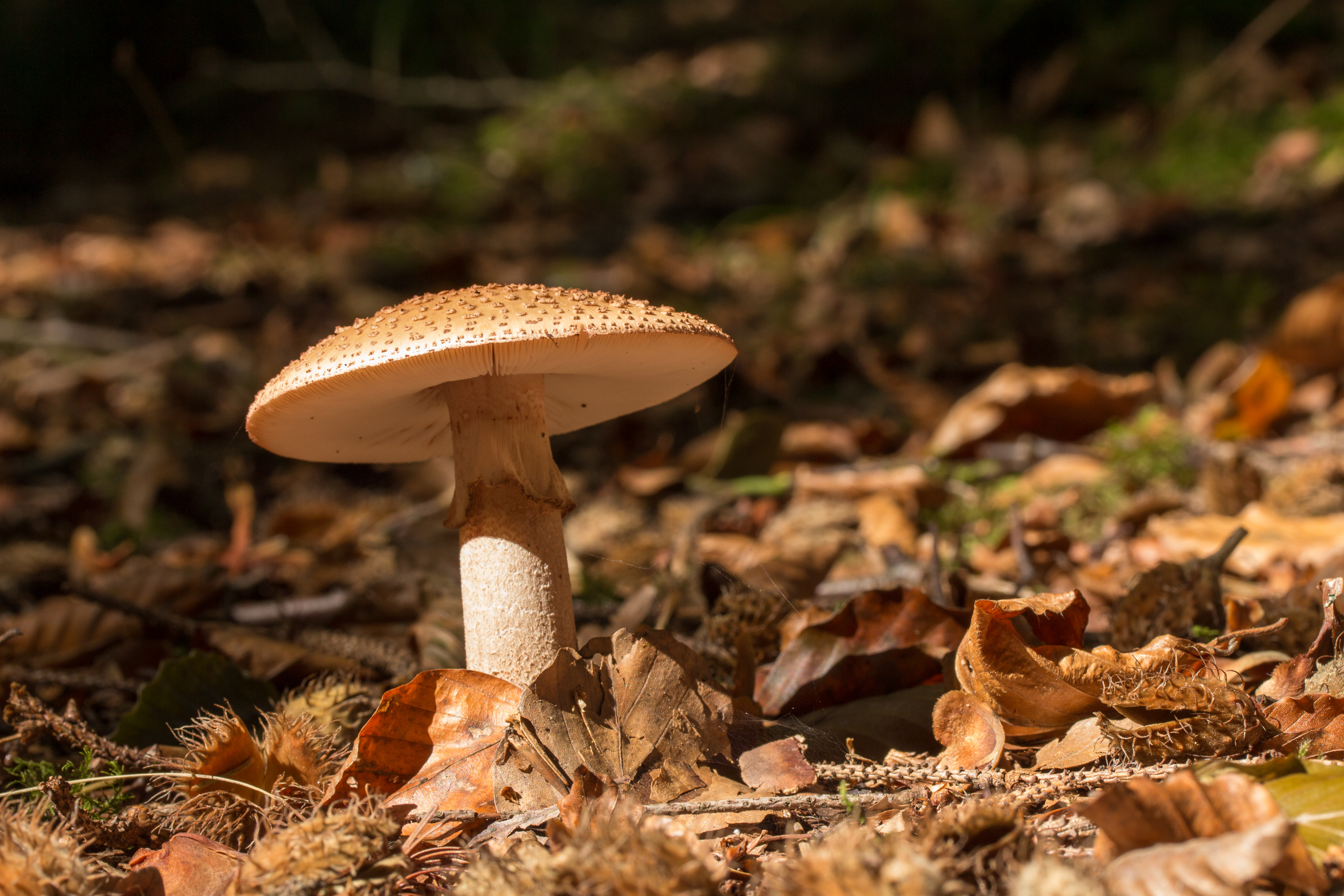 2560x1707 Wallpaper : mushroom, forest, nature, moss, fall, fungus, leaves dhremdt 1469089 HD Wallpapers