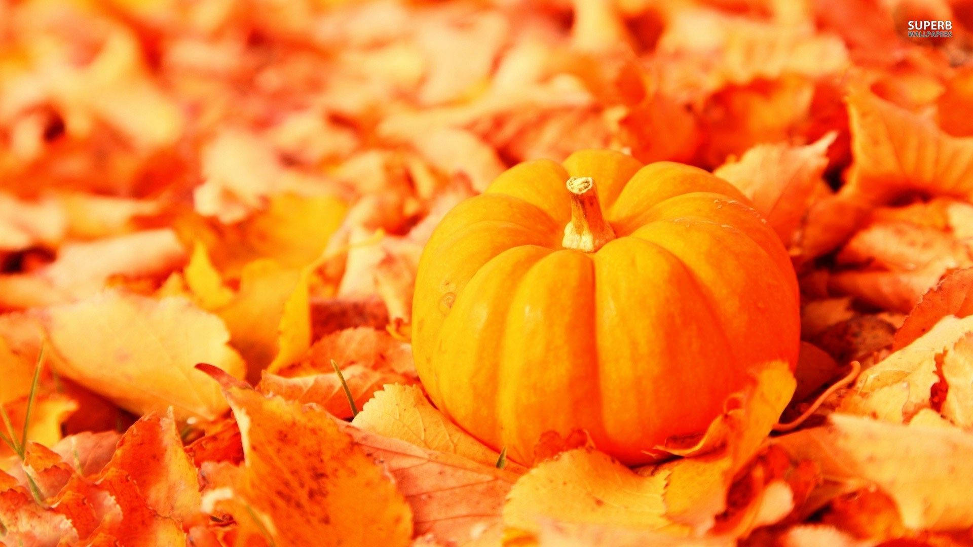 1920x1080 Download Pumpkin In Autumn Wallpaper