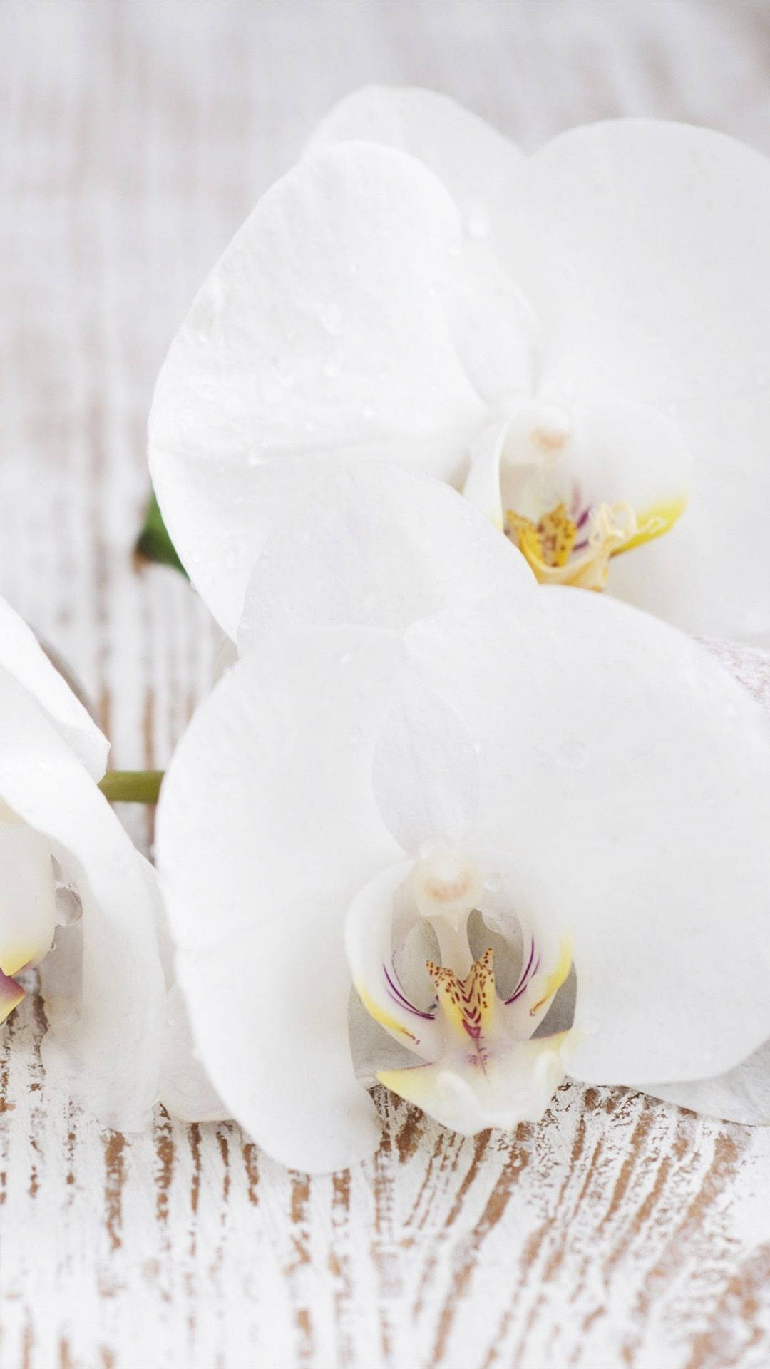 1080x1920 Download Fine White Orchid Wallpaper