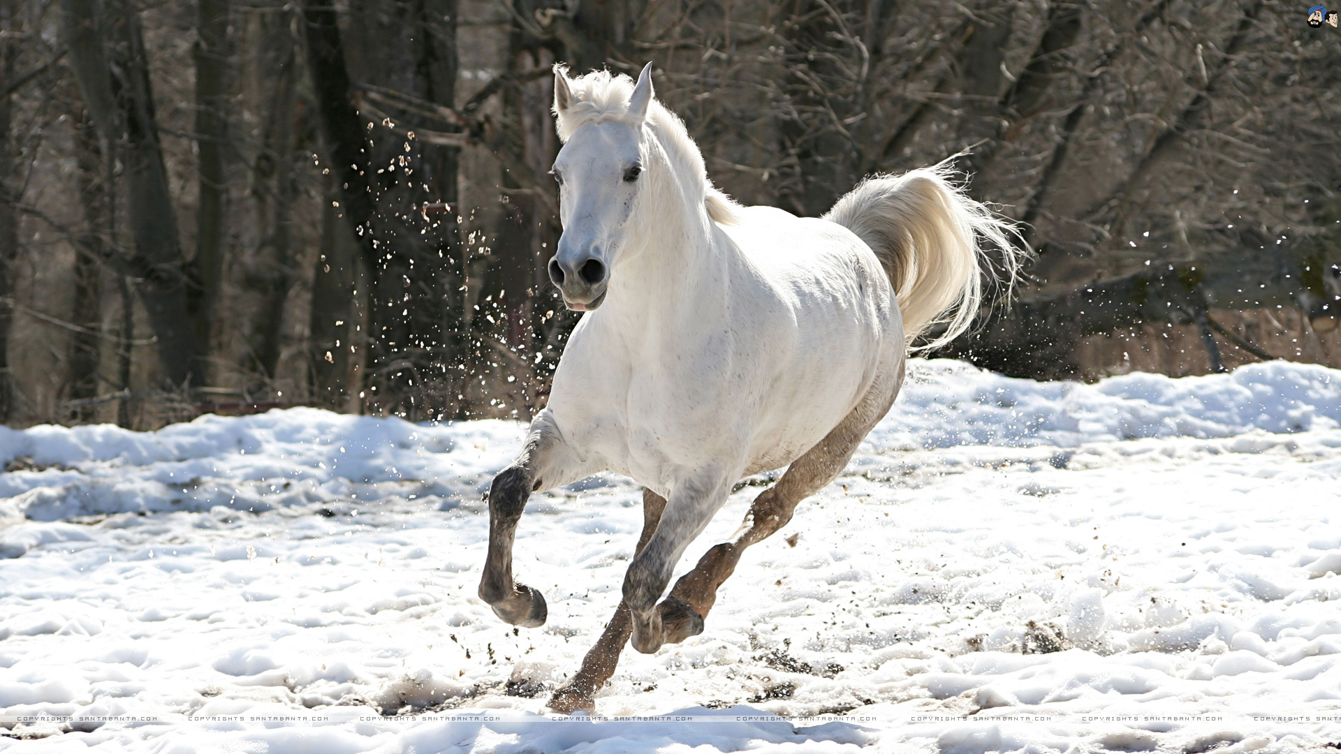 1920x1080 White Horse Animal Pictures
